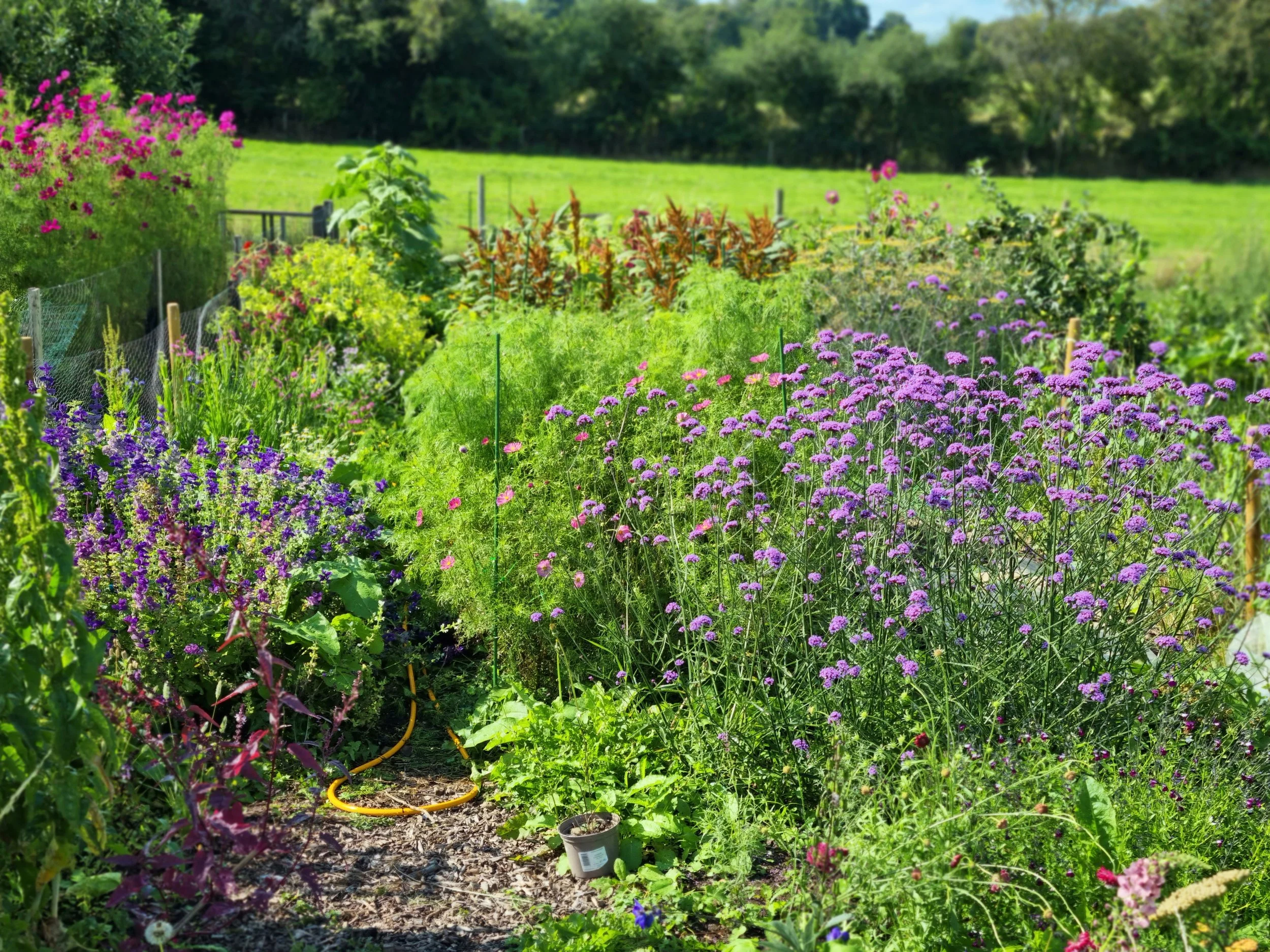 Golden Rose Flower Farm