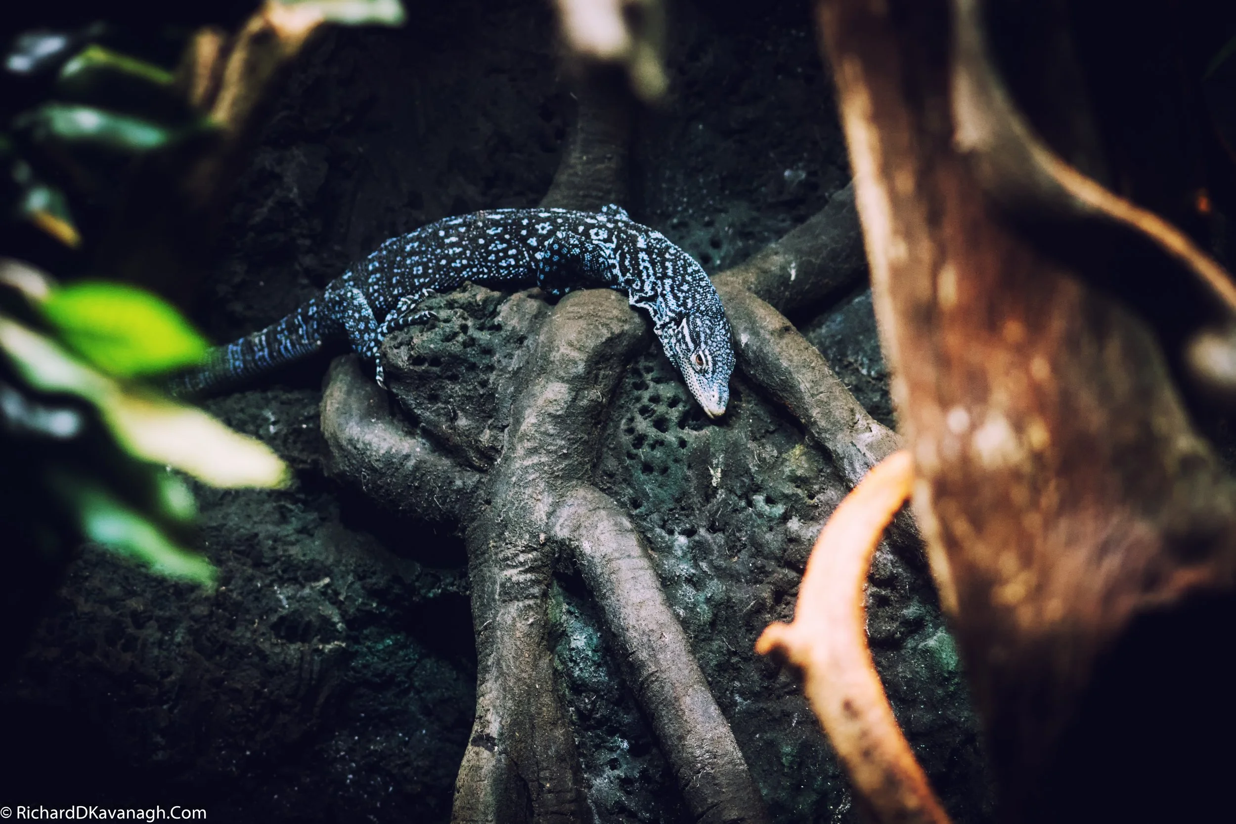 London Zoo - 2016 Dec -26.jpg