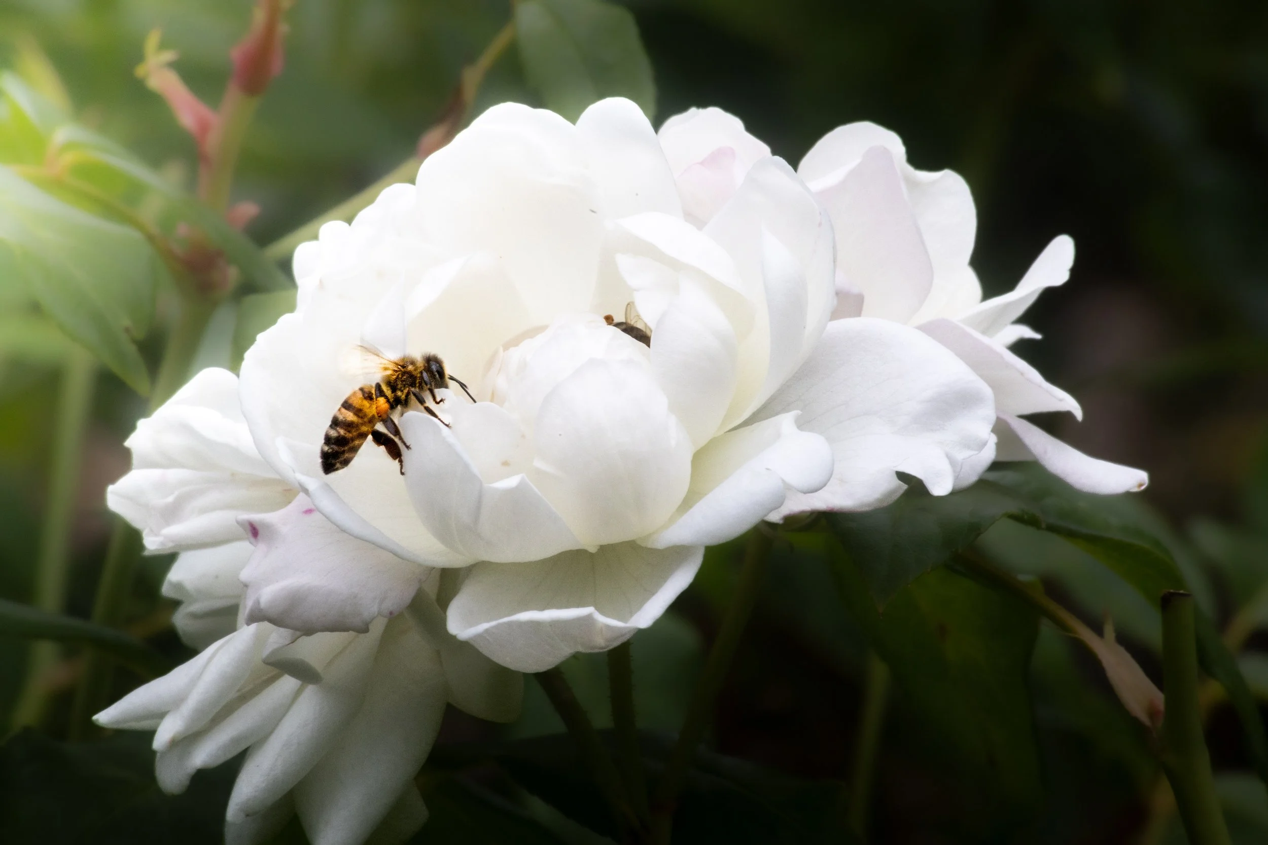 Nature & Wildlife