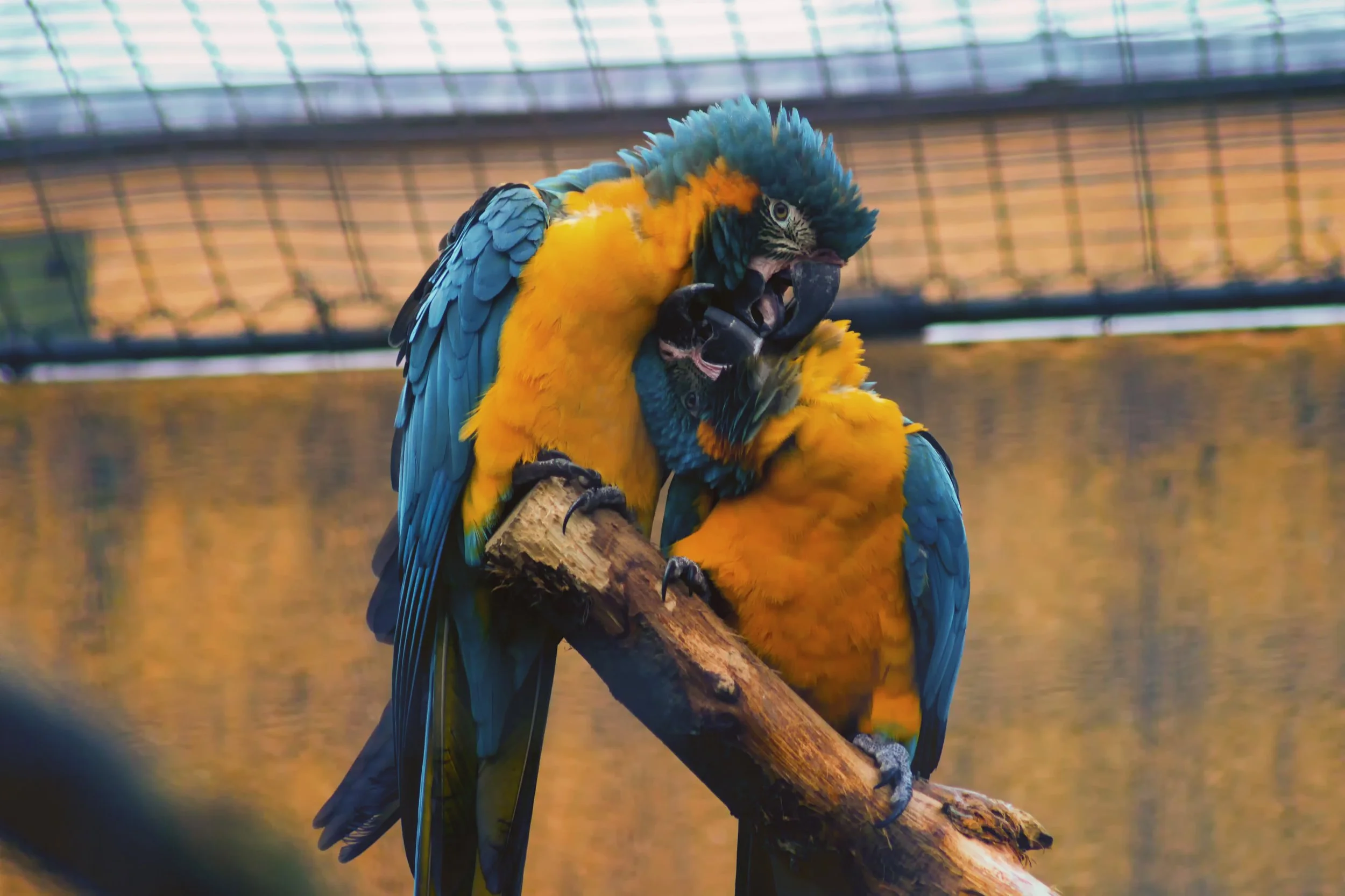 ANIMALS