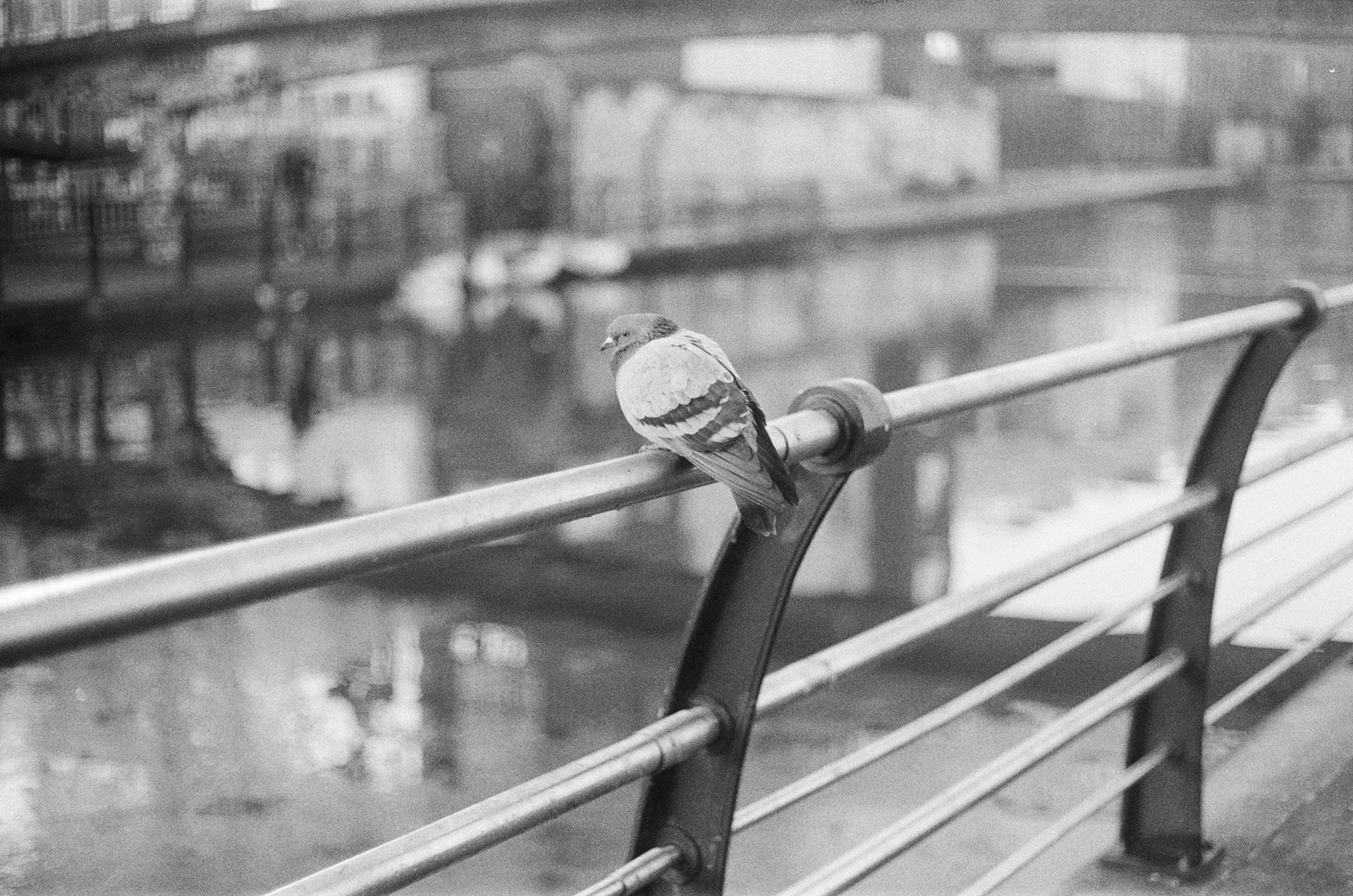 Film_B&W_18.png