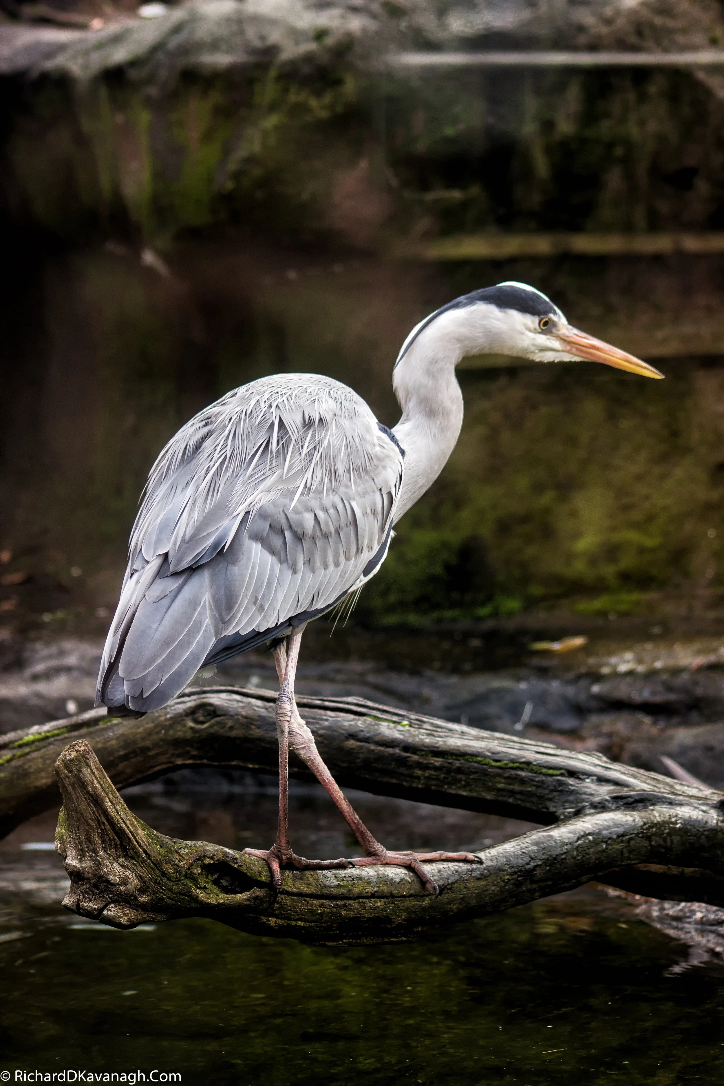 IMG_1345.JPEG