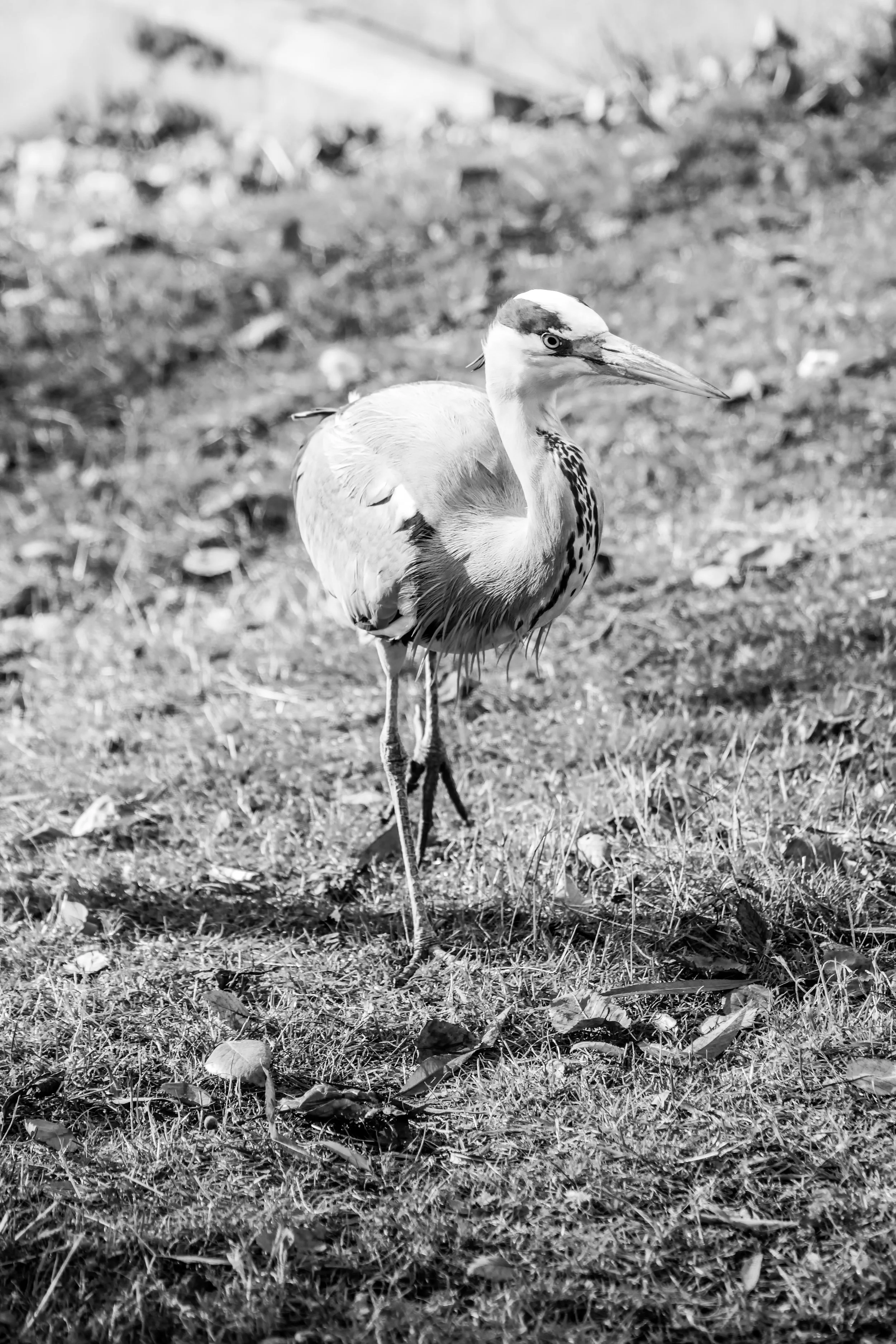 IMG_2278-Edit-Edit.jpg
