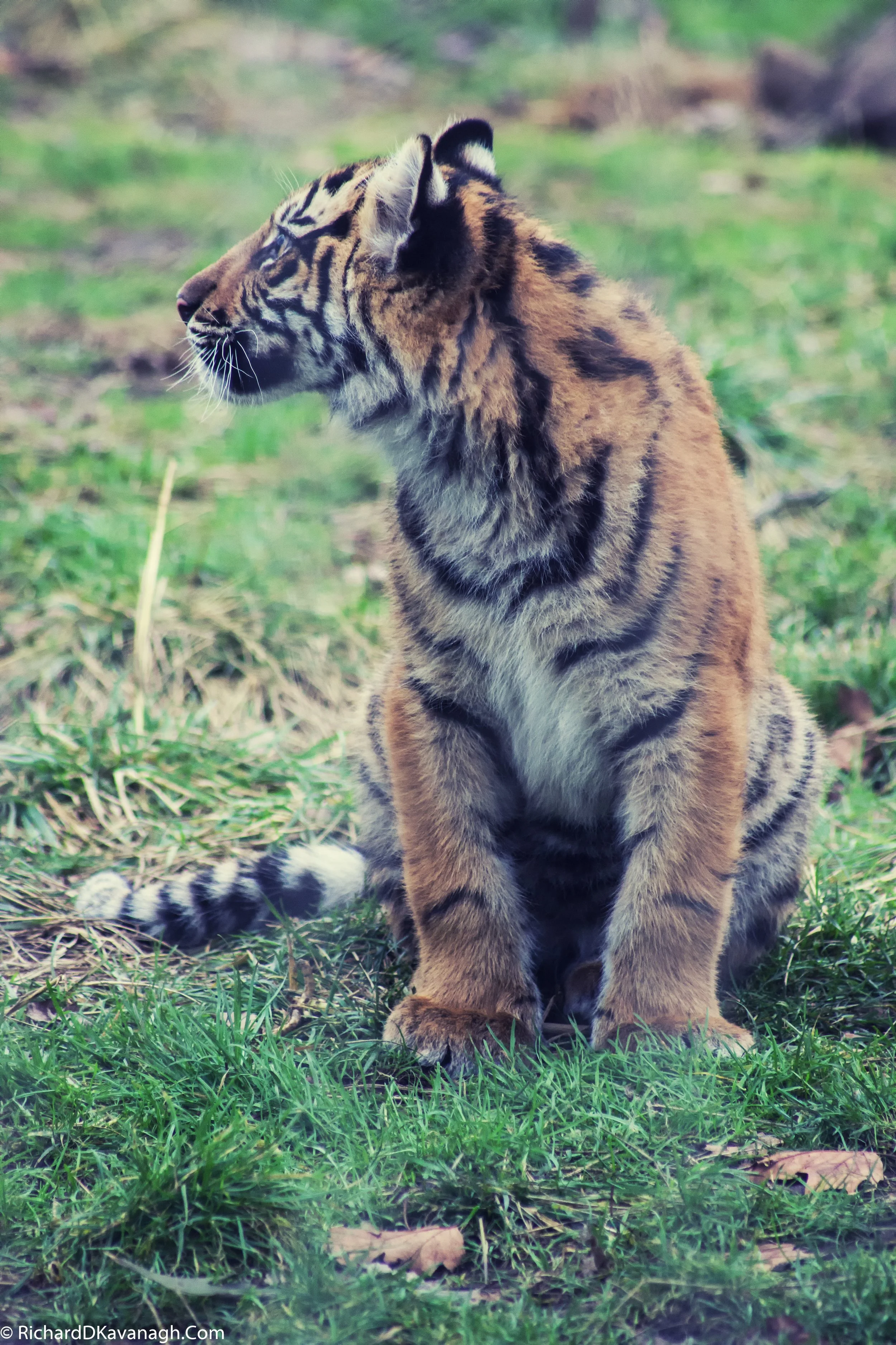 London Zoo - 2016 Dec -20.jpg