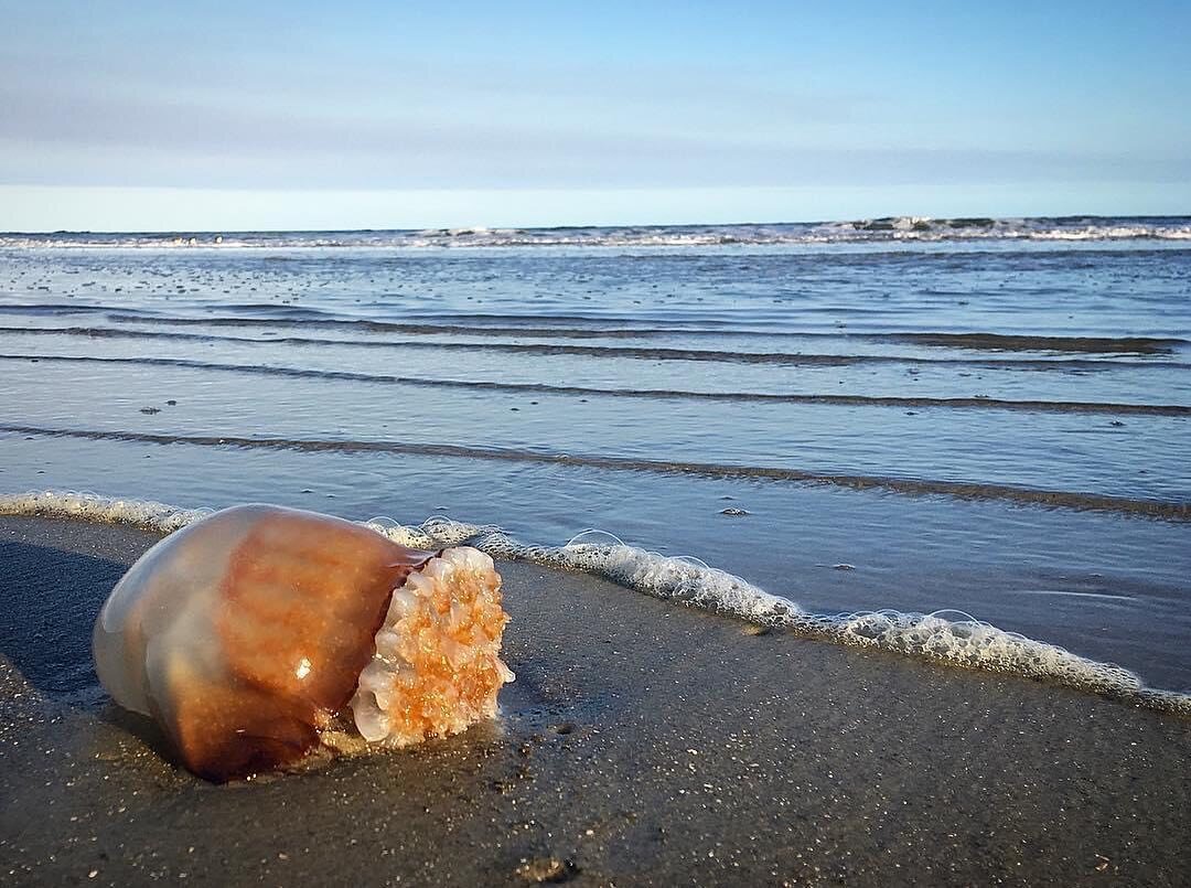 Beached on Hillton Head Island. ☺️ #jellyfish #hiltonheadisland #islandlife