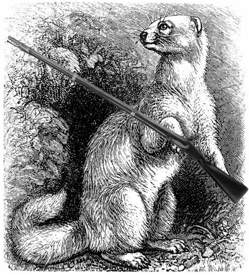 Ferret with musket
