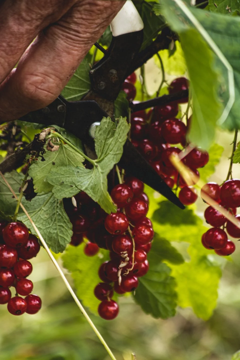 REDCURRANTS_5.jpg