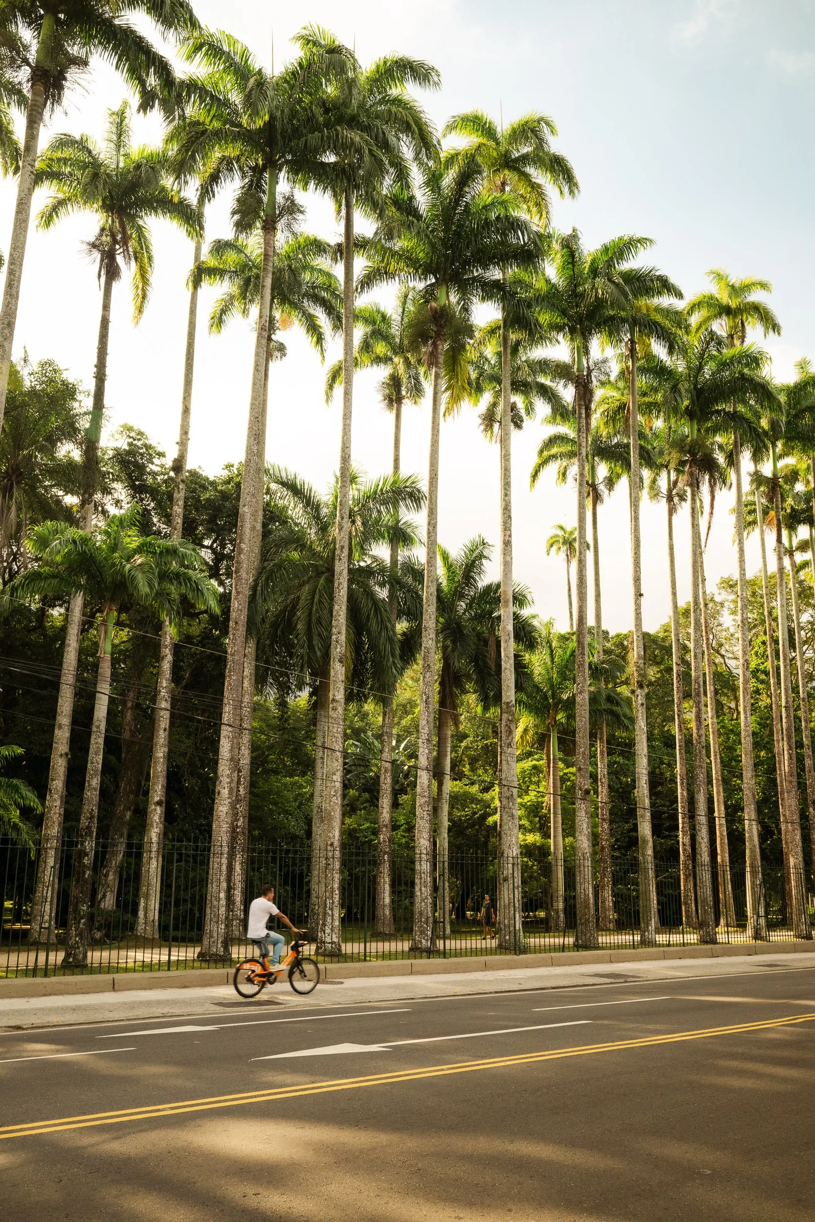 Palm-lined avenue in Rio with a cyclist moving through dappled sunlight, framed by repeating trees and soft shadows, suggesting quiet movement and rhythm.