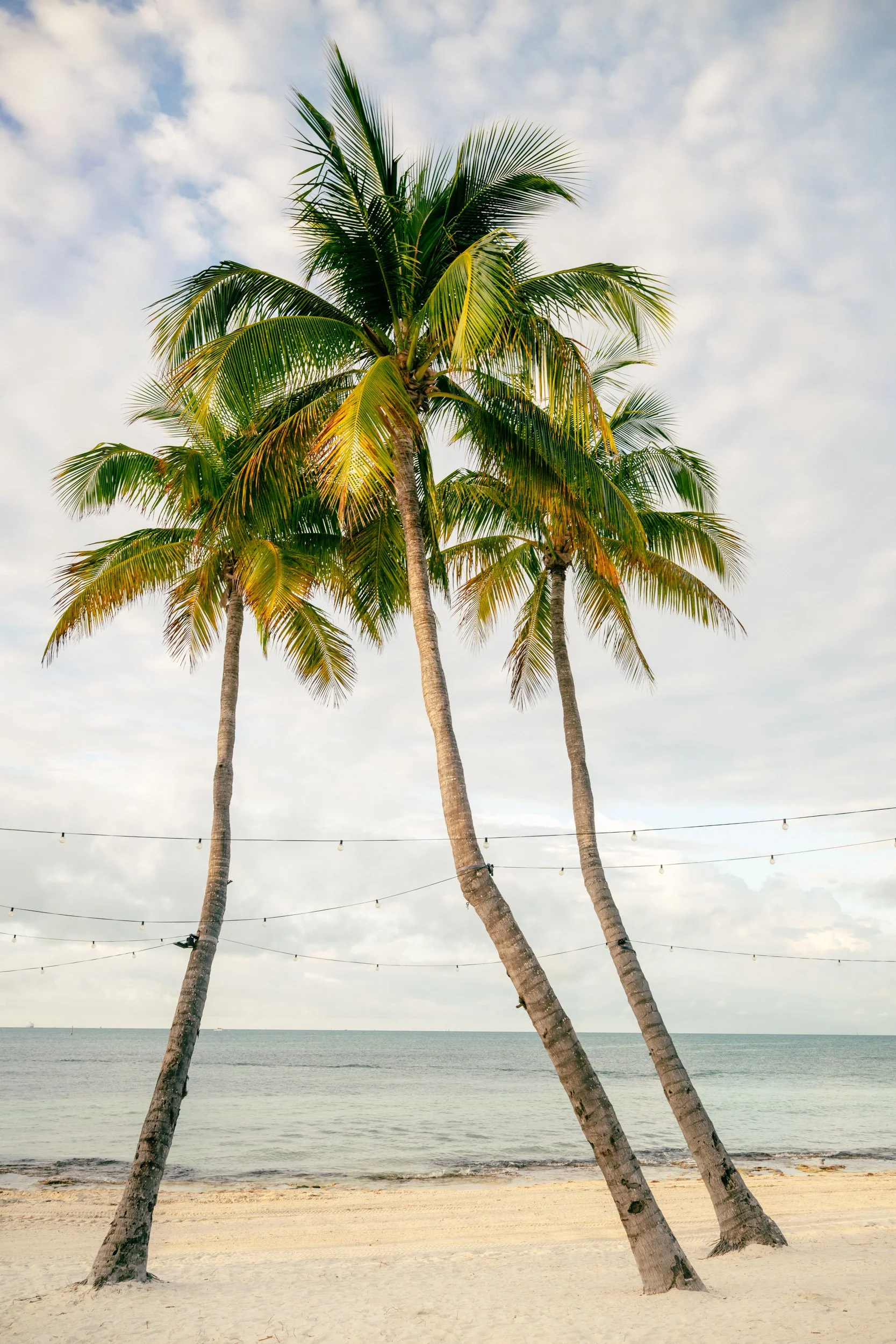 Three palm trees against clear sky on sandy beach in Key West