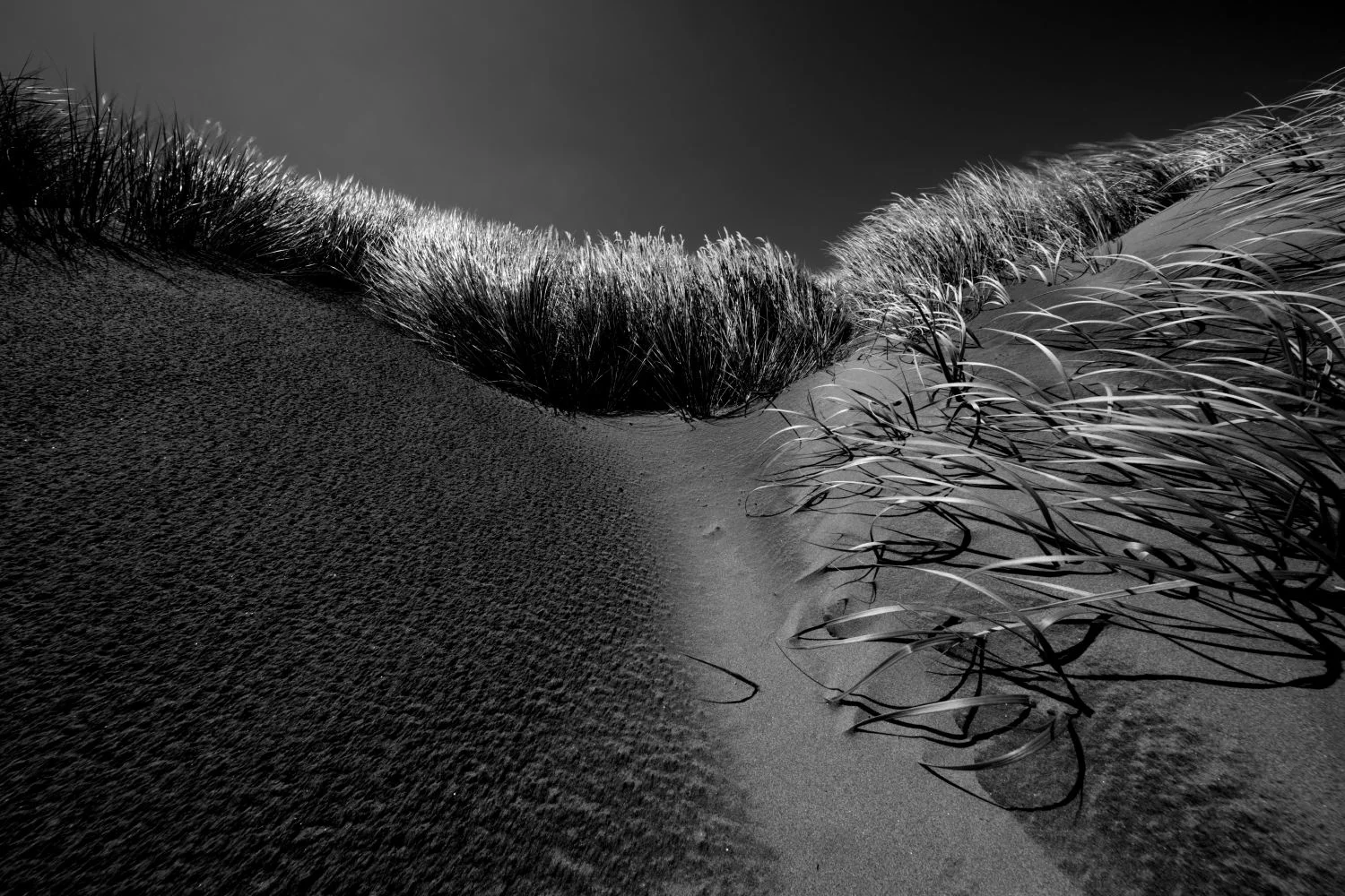 _MG_3504.JPG