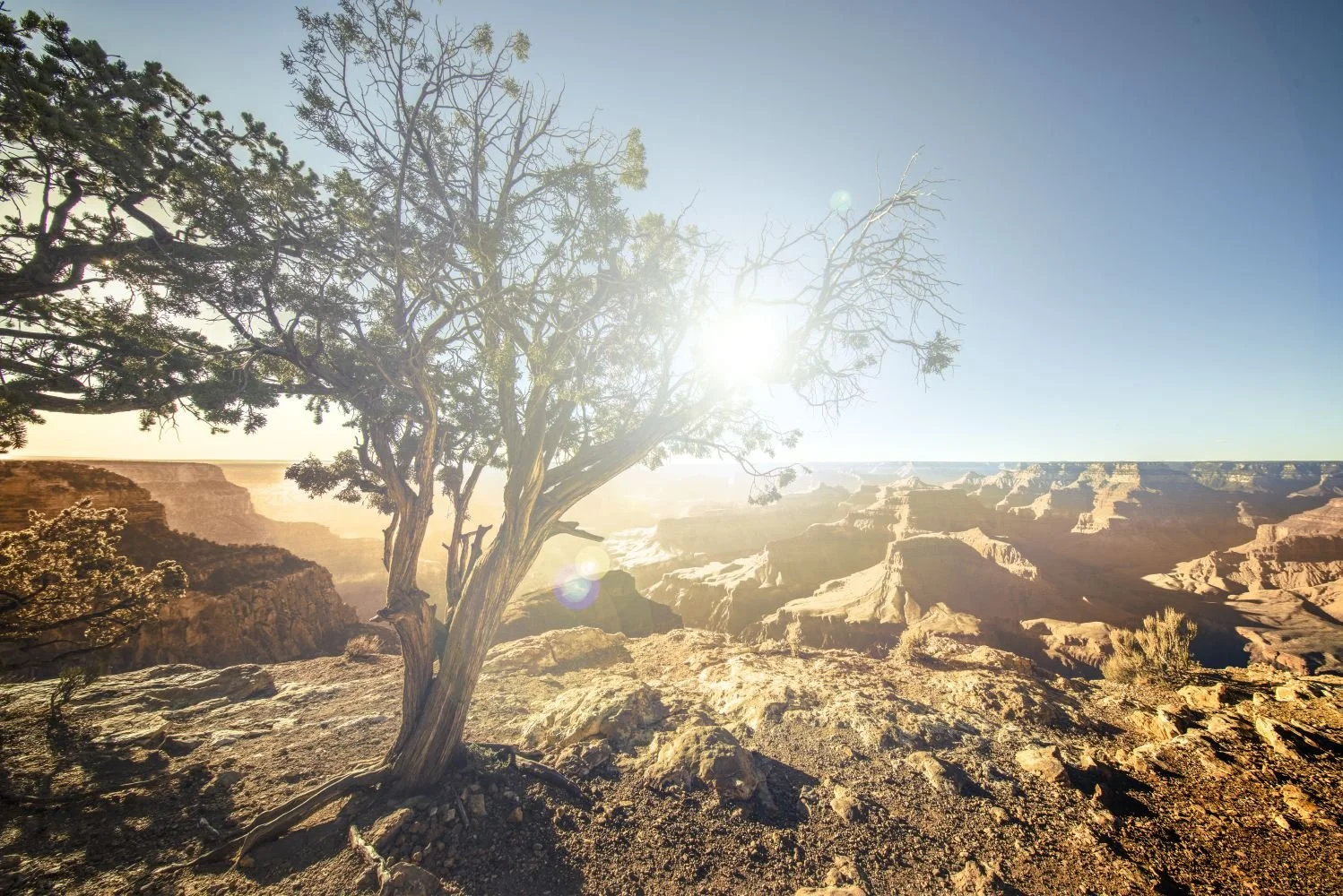 Lone tree at the Grand Canyon