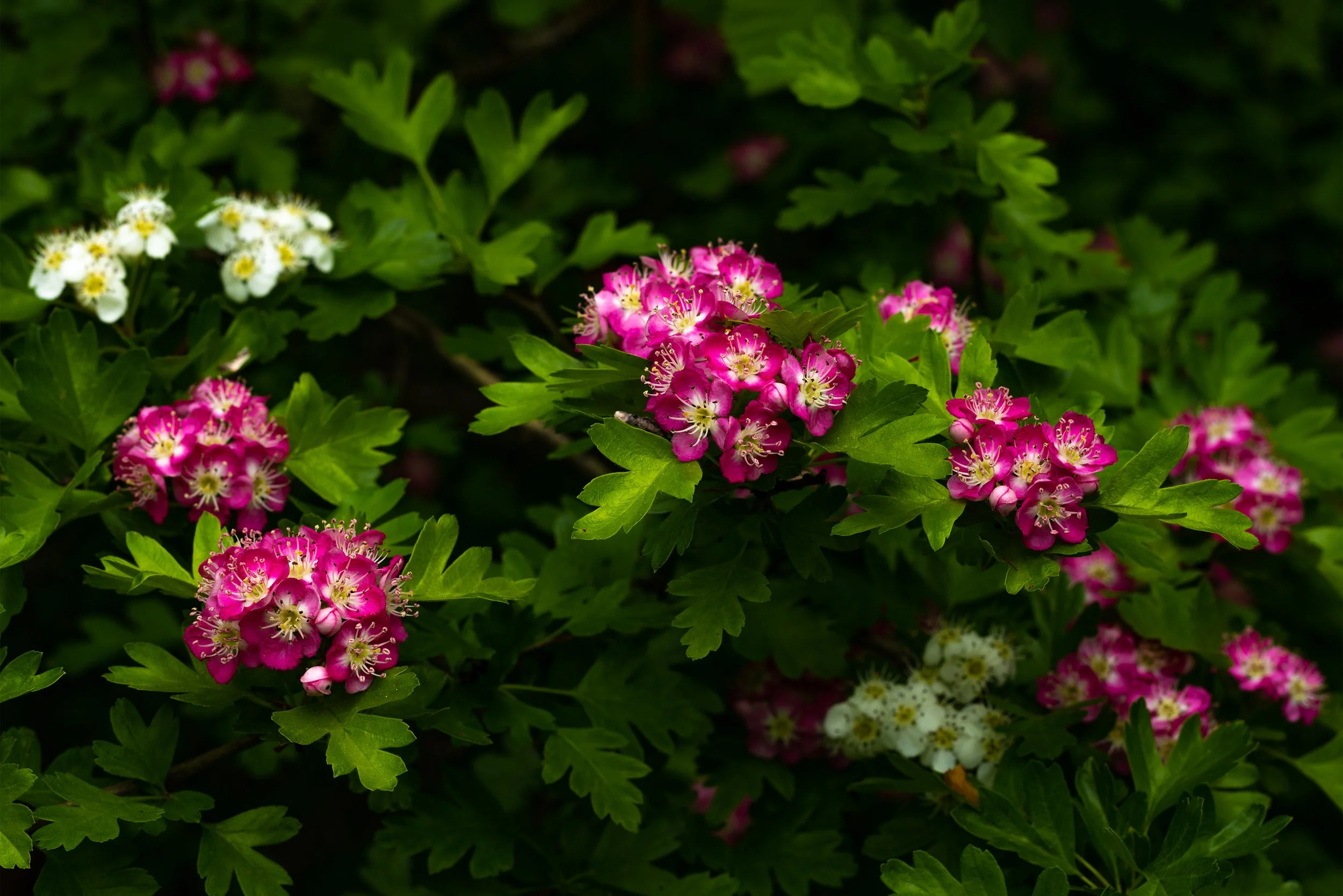 Spring Bloom-web.jpg