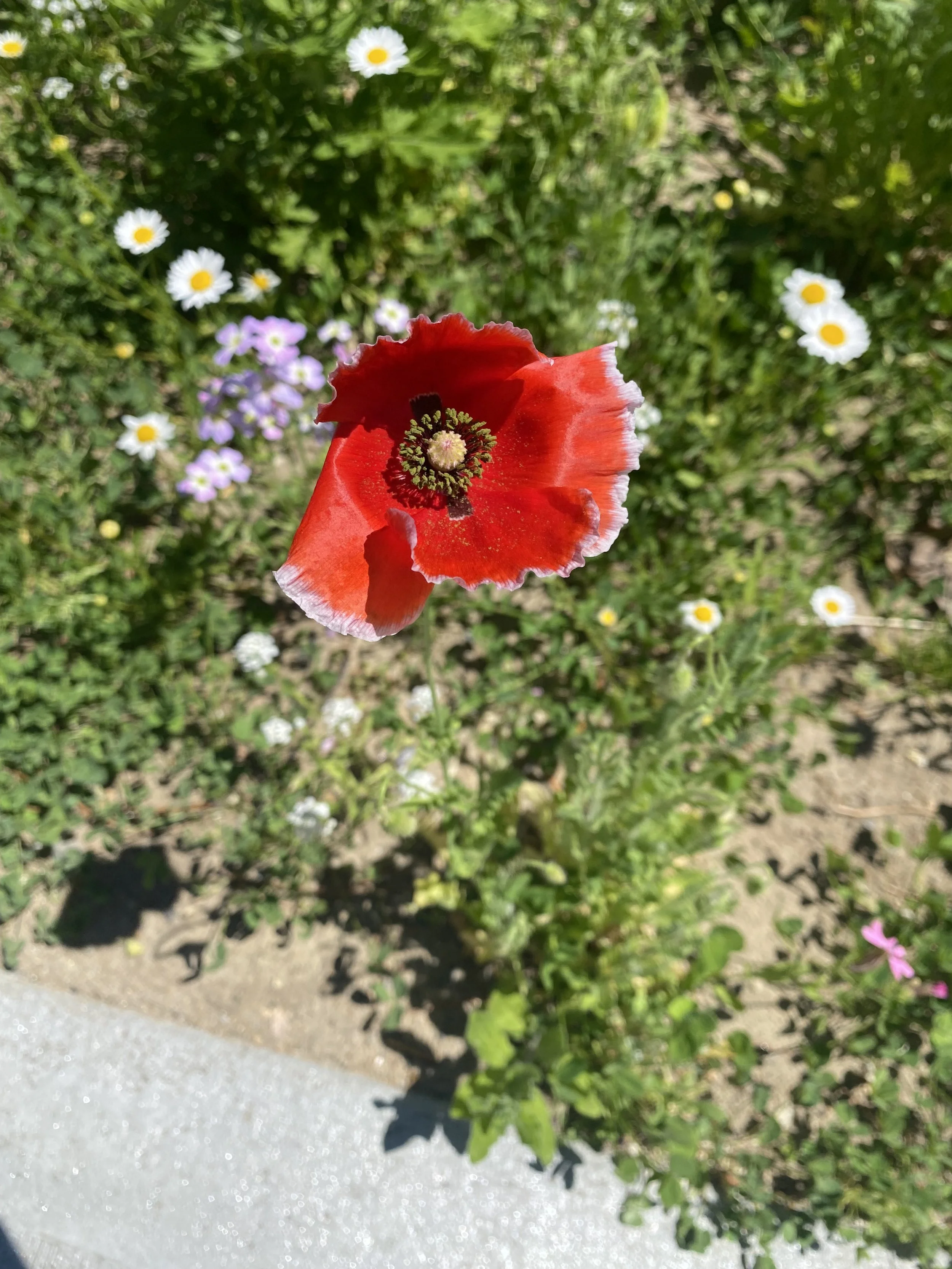 IMG_3976.jpeg