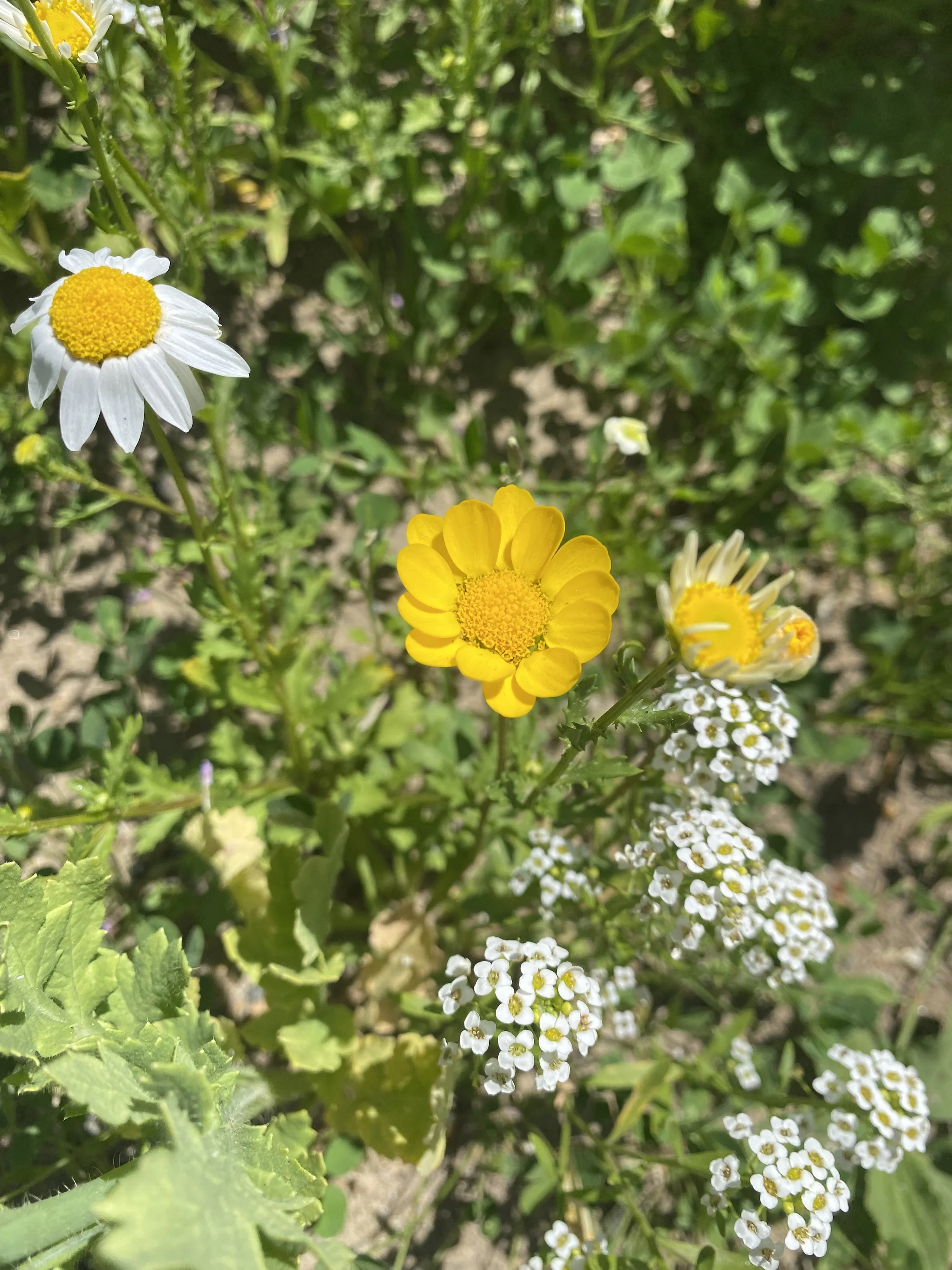 IMG_3977.jpeg