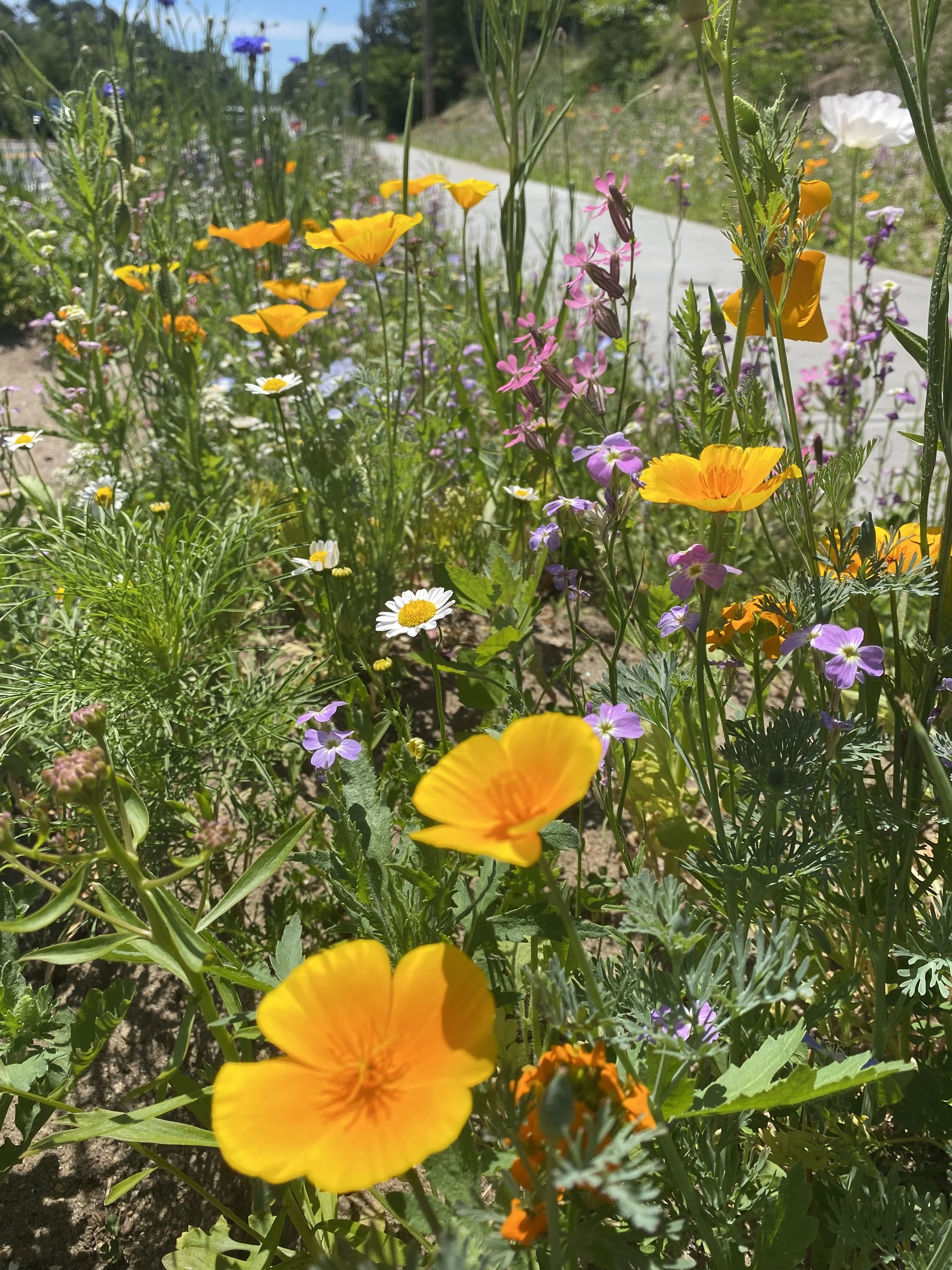 Wildflowers and Meadows