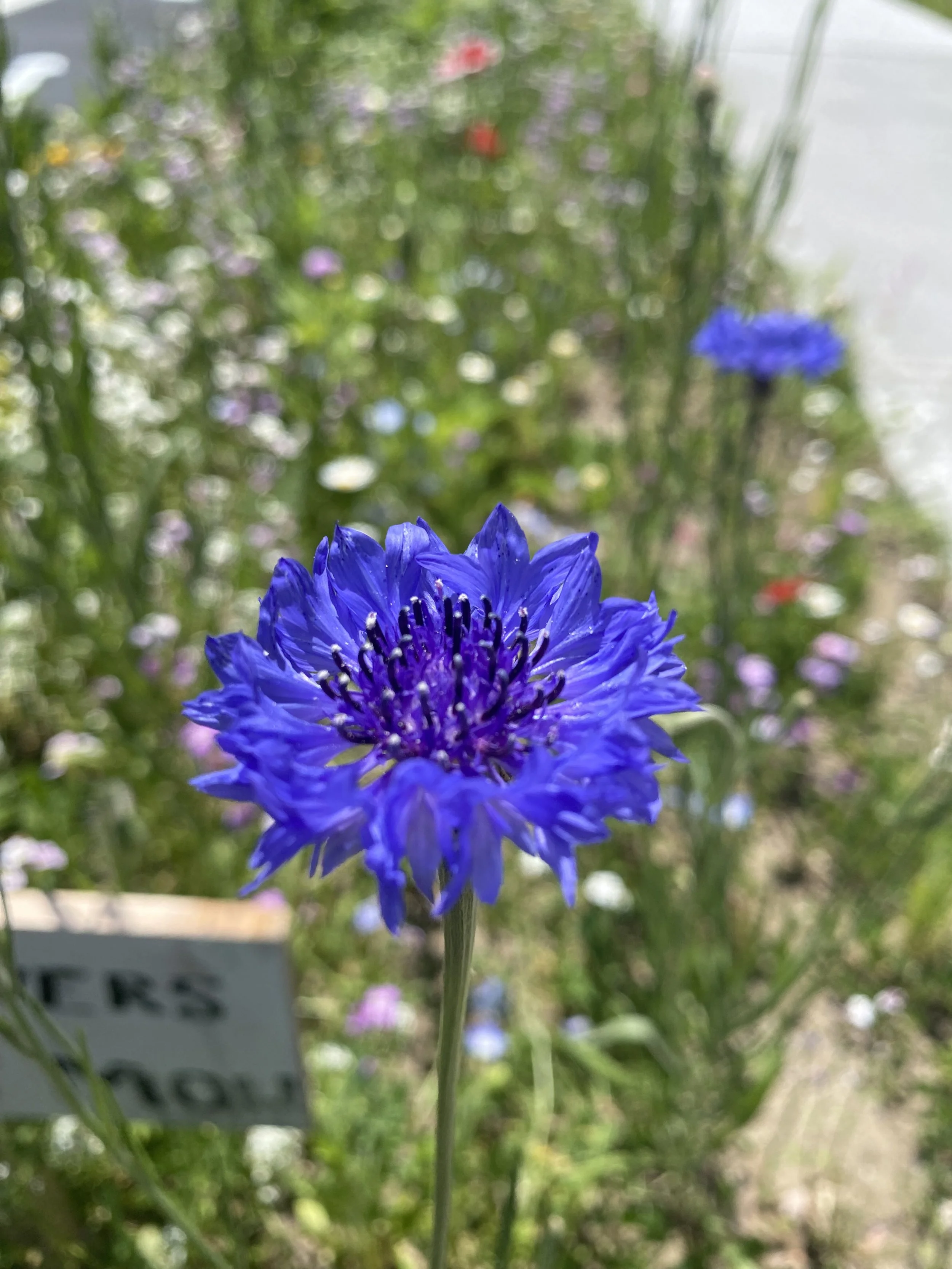 IMG_3982.jpeg
