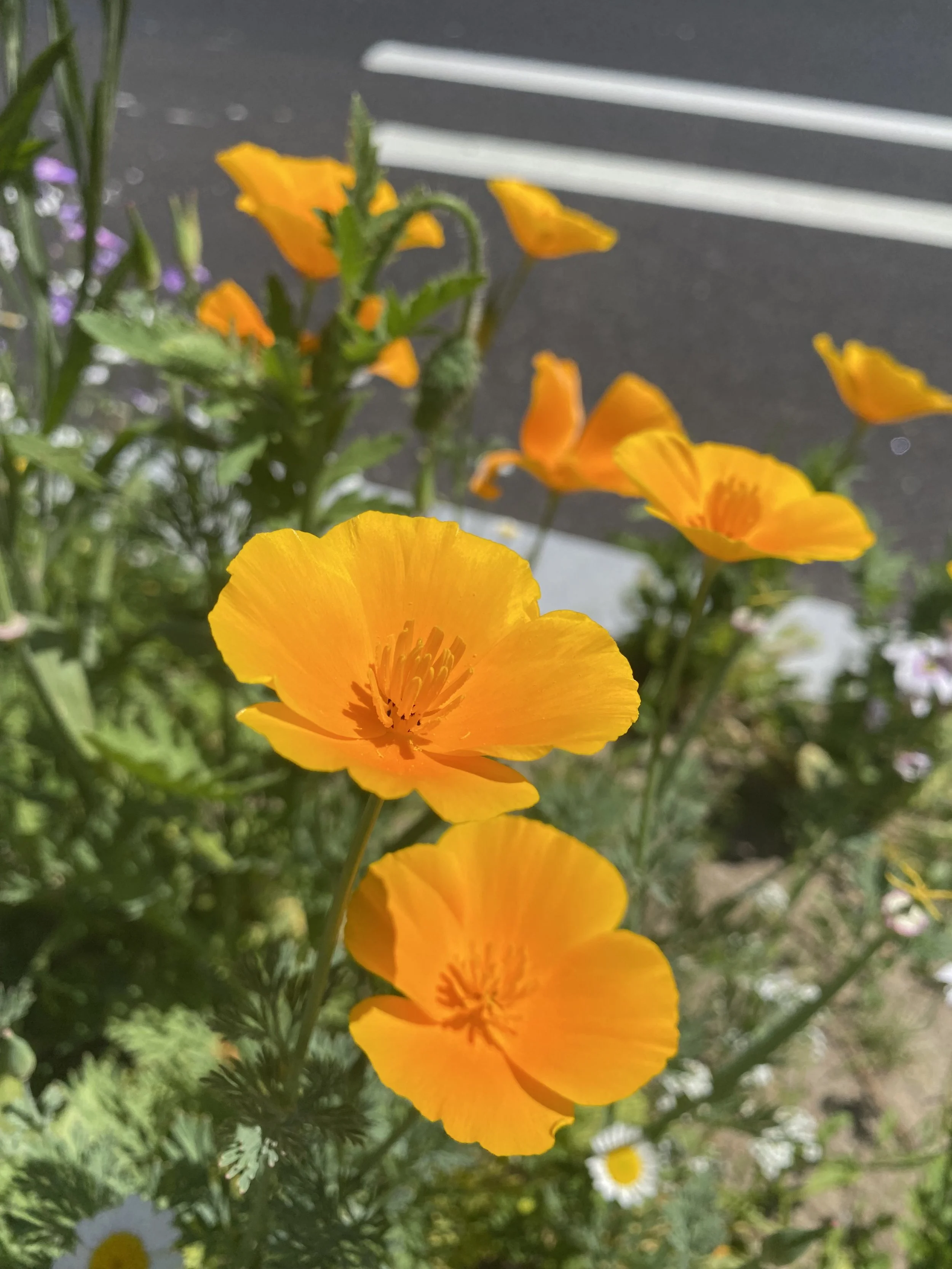 IMG_3980.jpeg