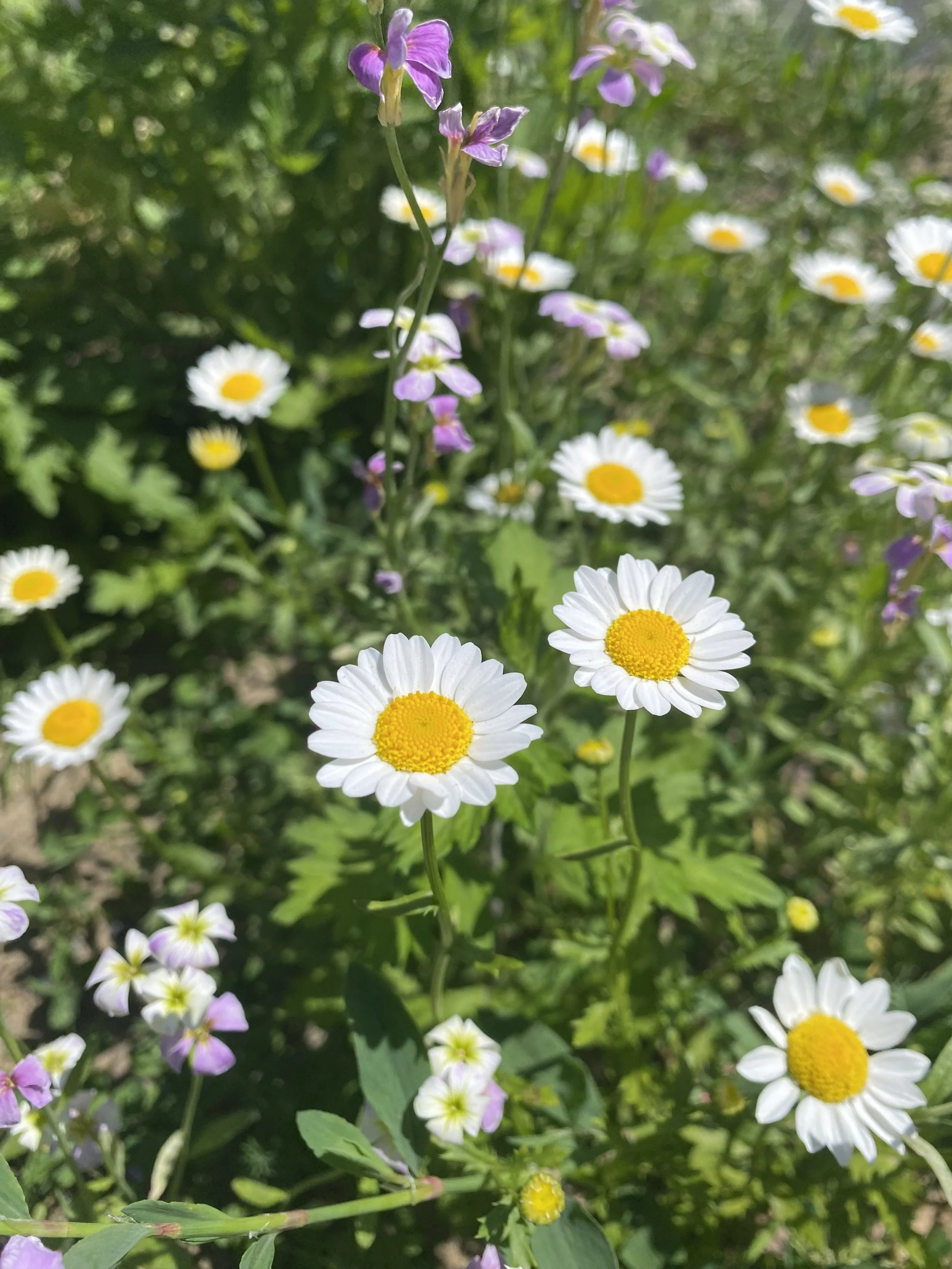 IMG_3969.jpeg