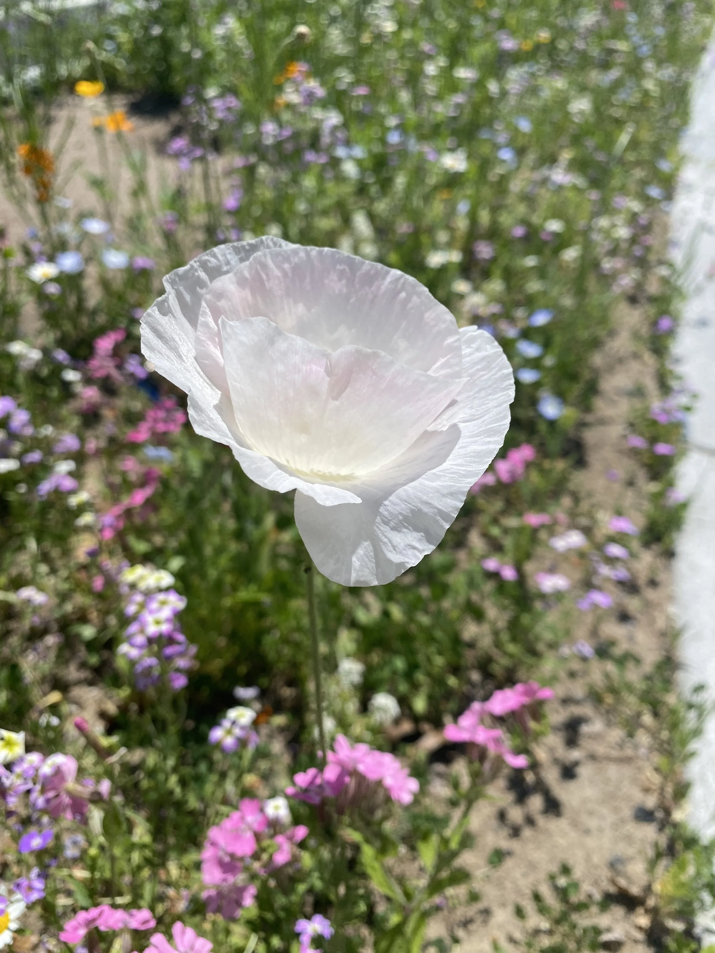 IMG_3984.jpeg