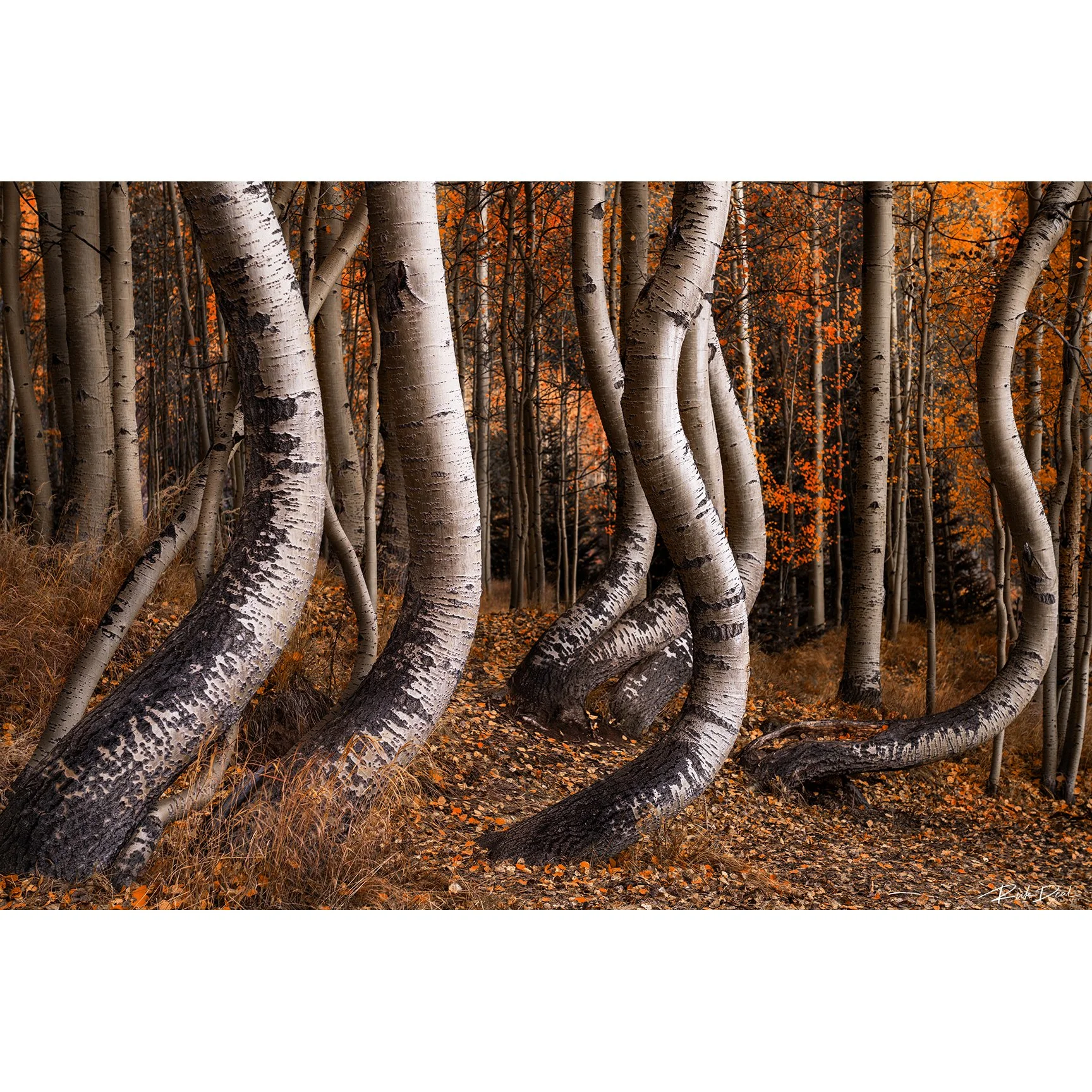 ***NEW for 2026***    Do Not Conform