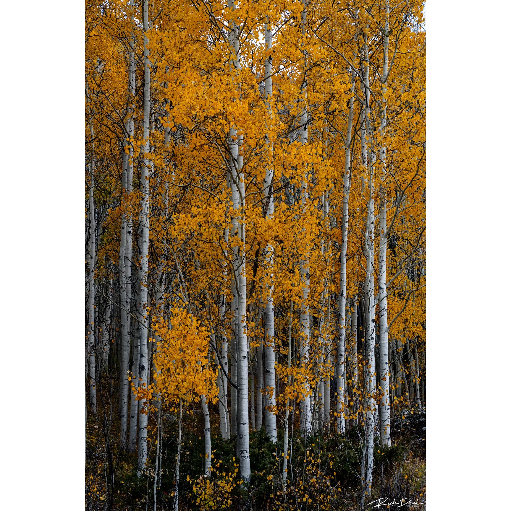 ***NEW for 2026***    Learn From Me