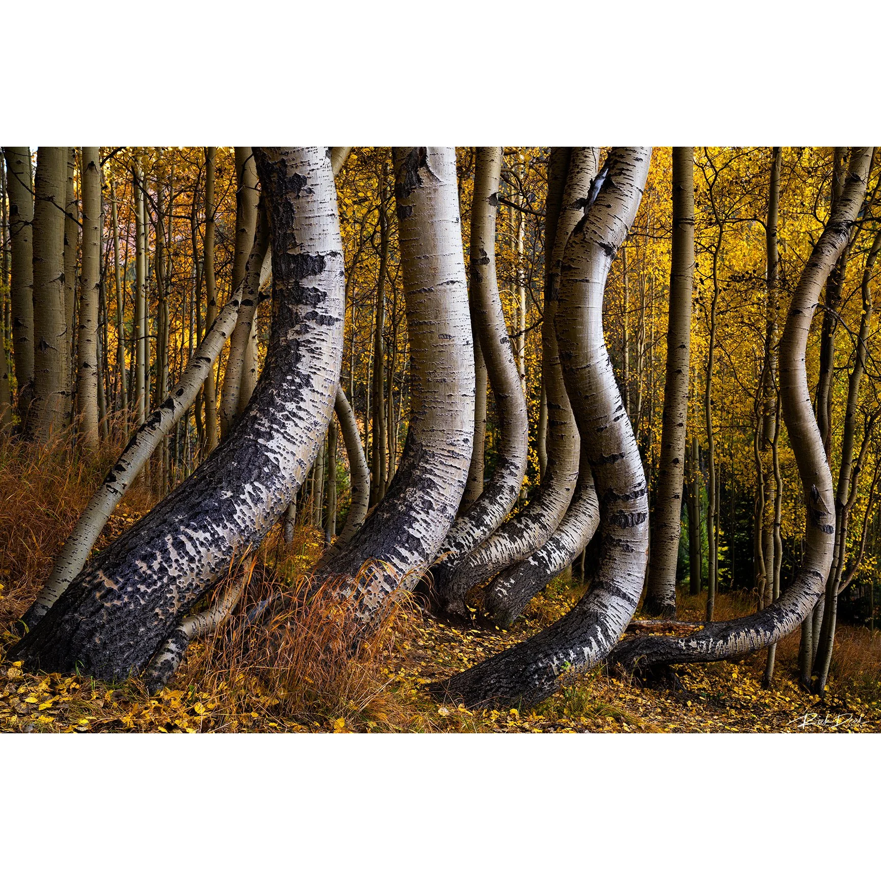 ***NEW for 2026***    Hard Pressed