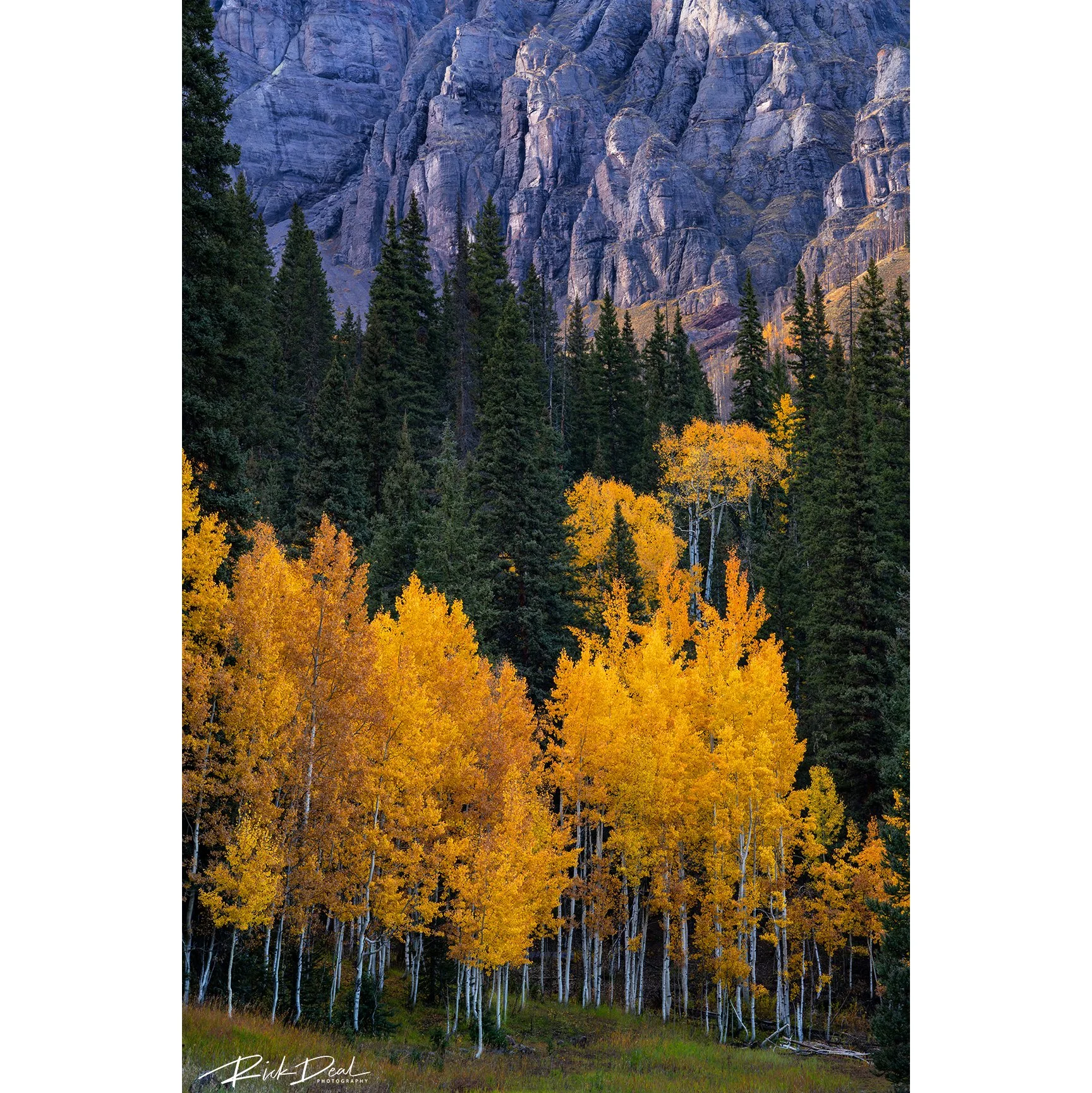 ***NEW for 2026***     We Will Reap