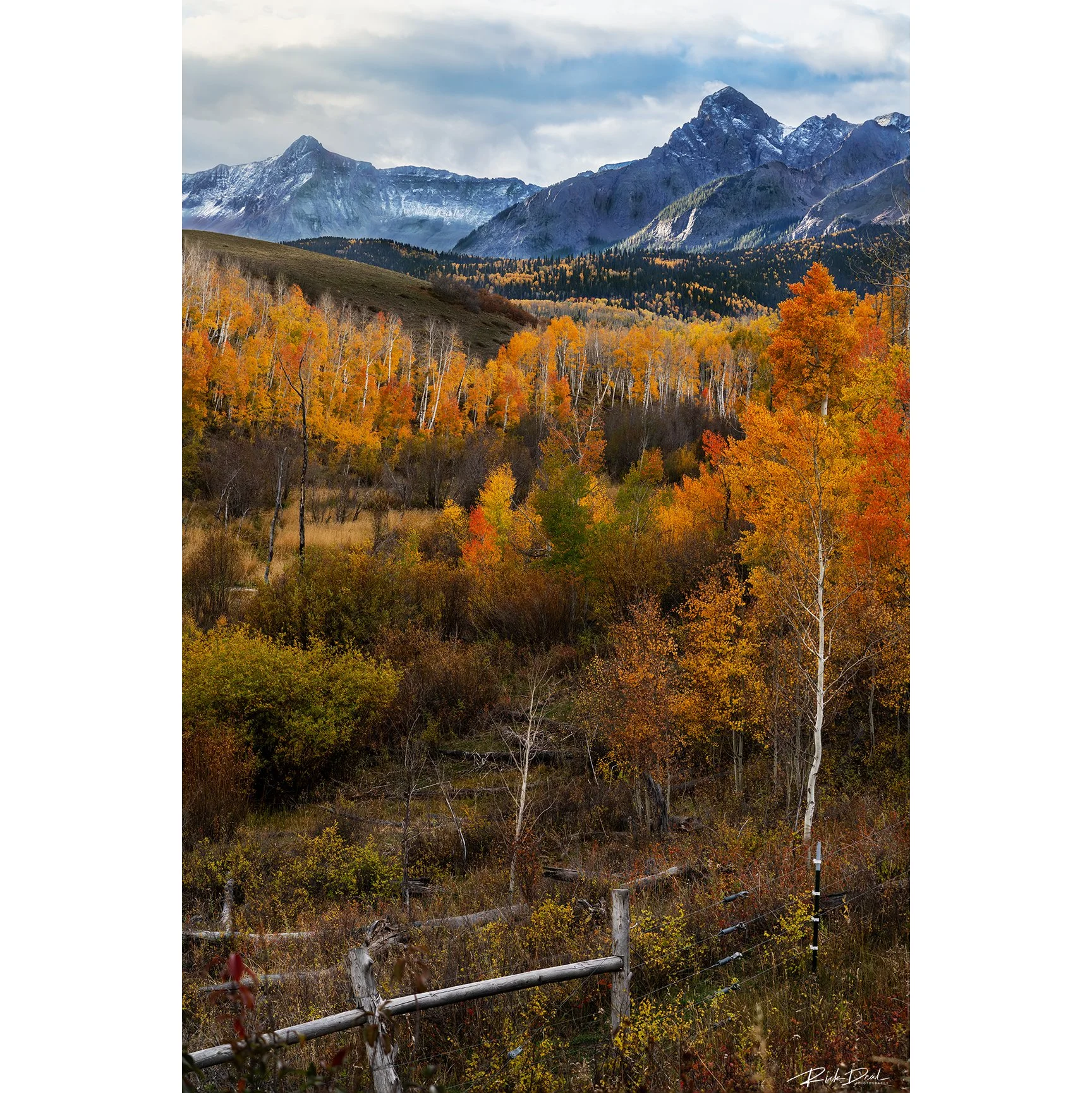 ***NEW for 2026***     Shout For Joy