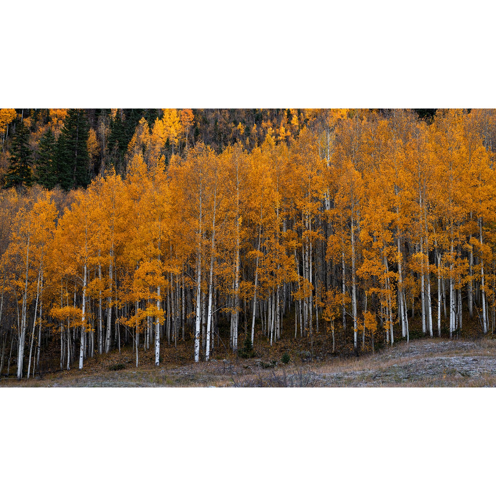 ***NEW for 2026***     Never Cease