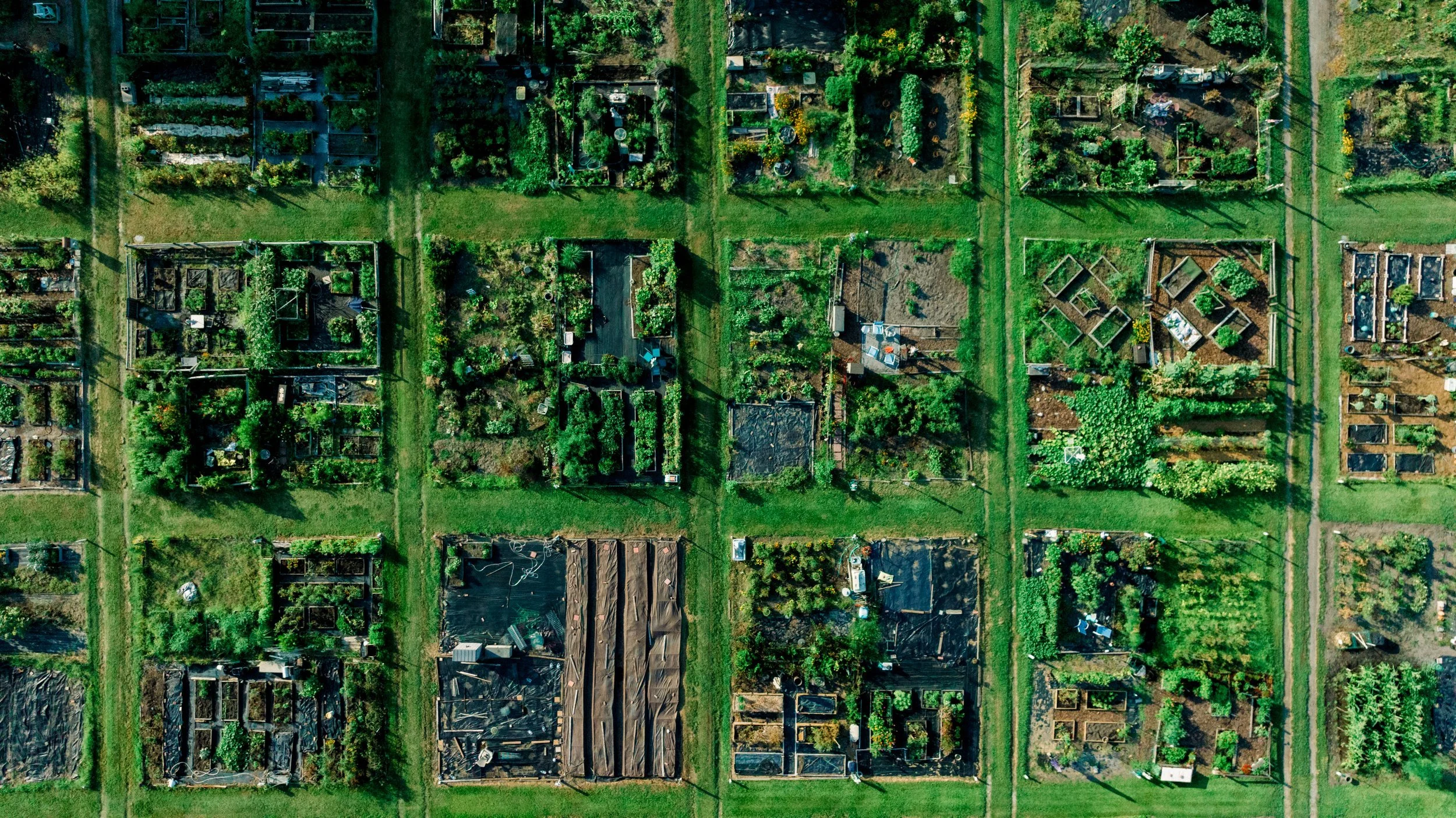 Aerial view of a community garden with multiple plots, lush greenery, and pathways dividing the garden beds.
