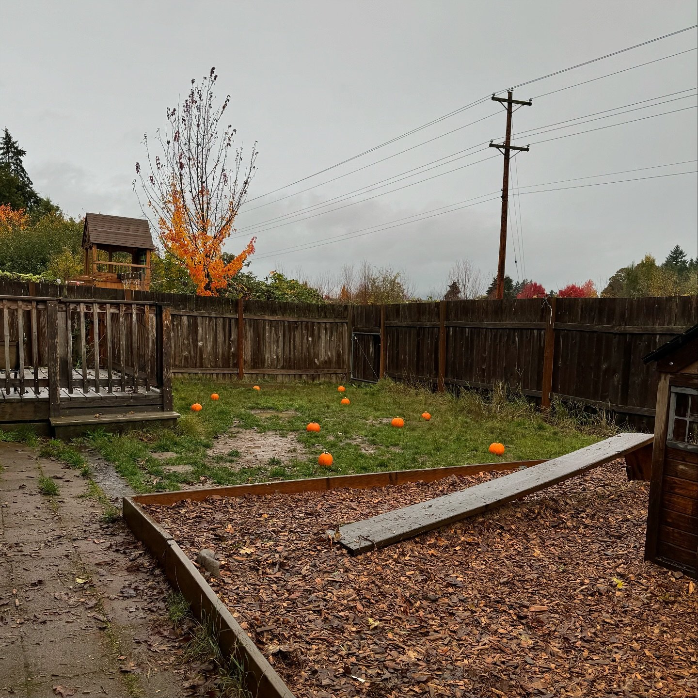 Looking for new pumpkins to add to our patch! 🎃 

Excited to announce we are now enrolling for our new infant room, ages 6 weeks-2 years. We are looking forward to welcoming more of our amazing community into our Dandelion family. Please reach out i