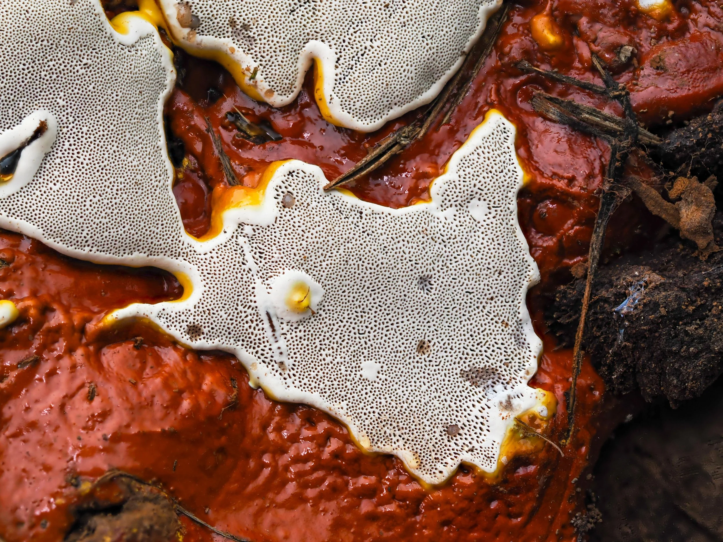 Close-up of a mushroom with white, textured cap and reddish-brown gills, with bits of dirt and small twigs attached.