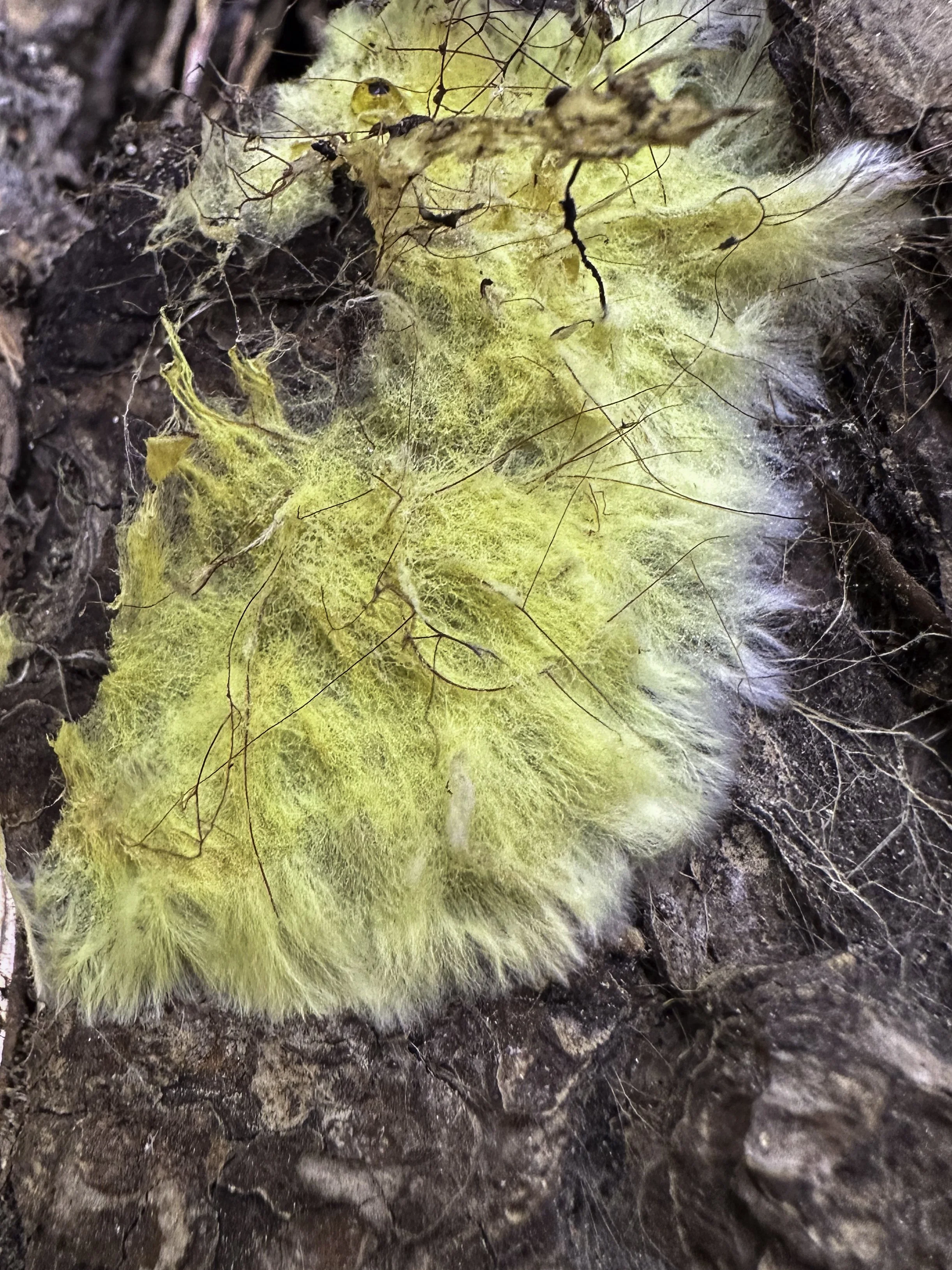 Close-up of a yellow, fluffy caterpillar on dark soil, surrounded by decaying leaves and dirt.