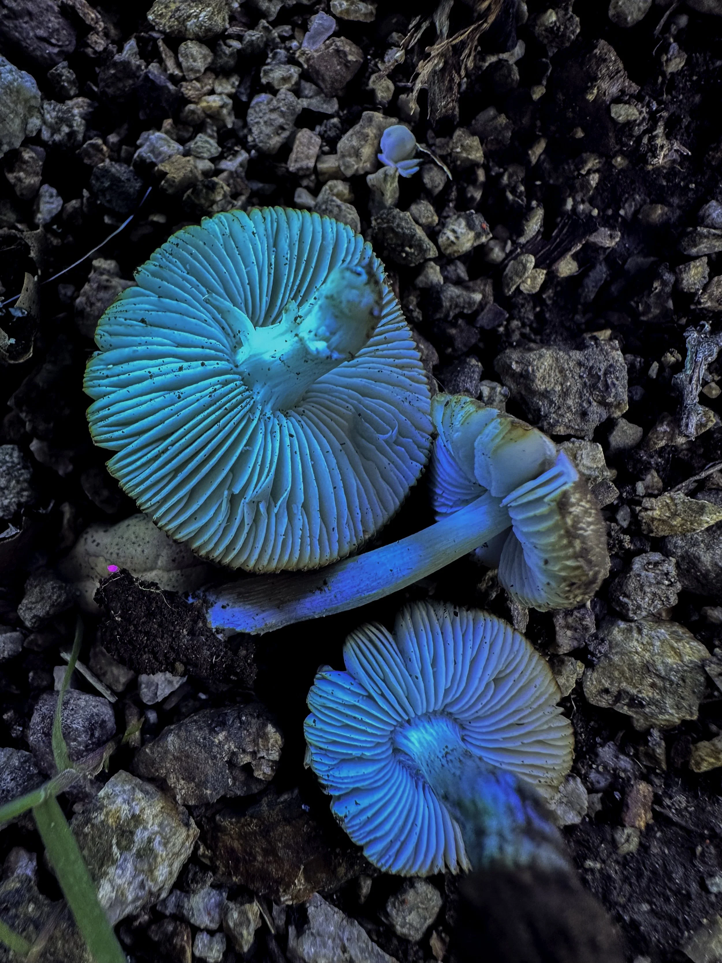 Bioluminescent mushrooms glowing blue-green among rocks and soil, with a small plant at the bottom left.