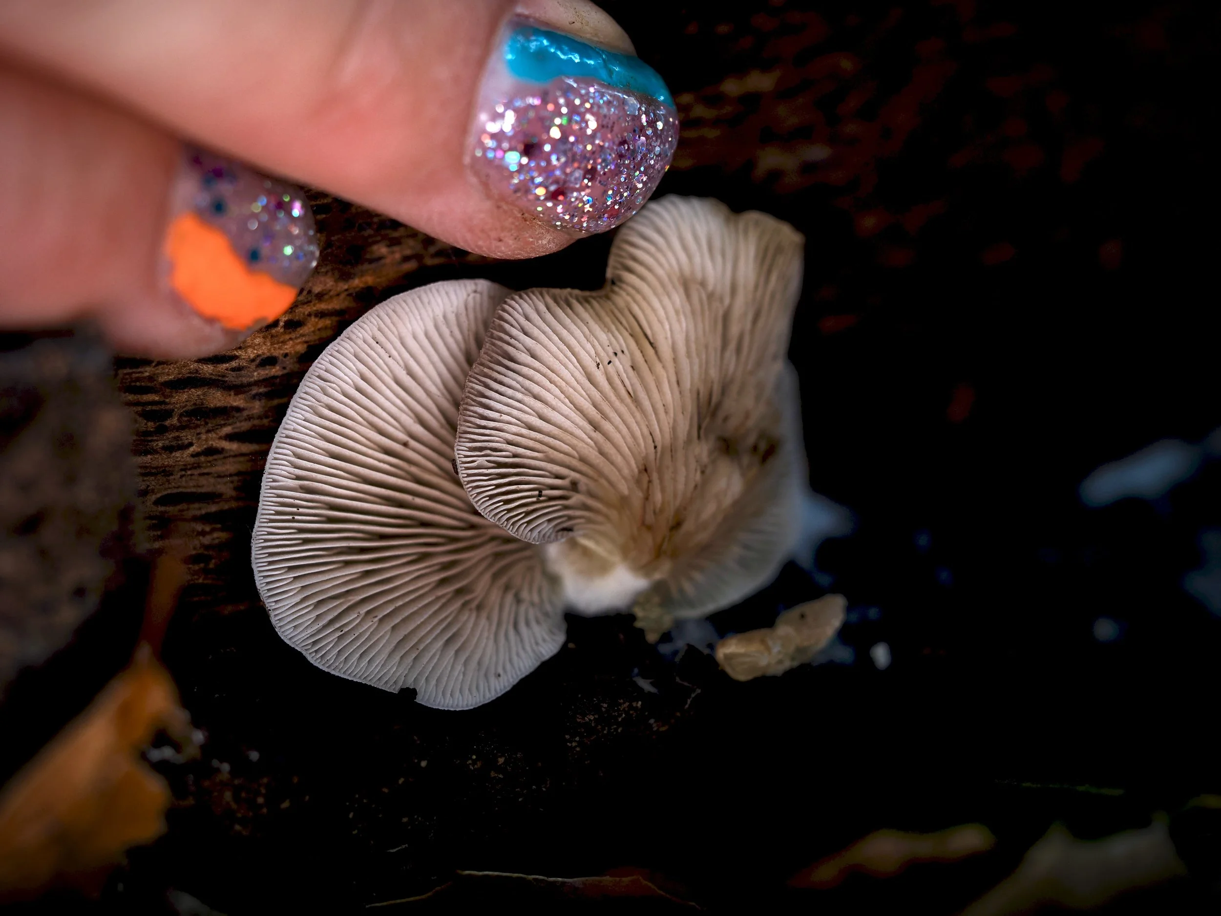 Close-up of a mushroom growing in dark soil with a person's fingers with colorful glitter nail polish nearby.