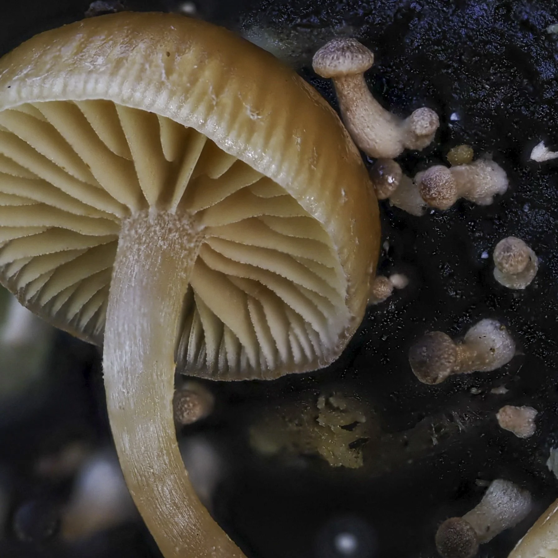 A close-up view of a brown mushroom with visible gills underneath the cap, growing on a dark surface with small round fungi or spores nearby.