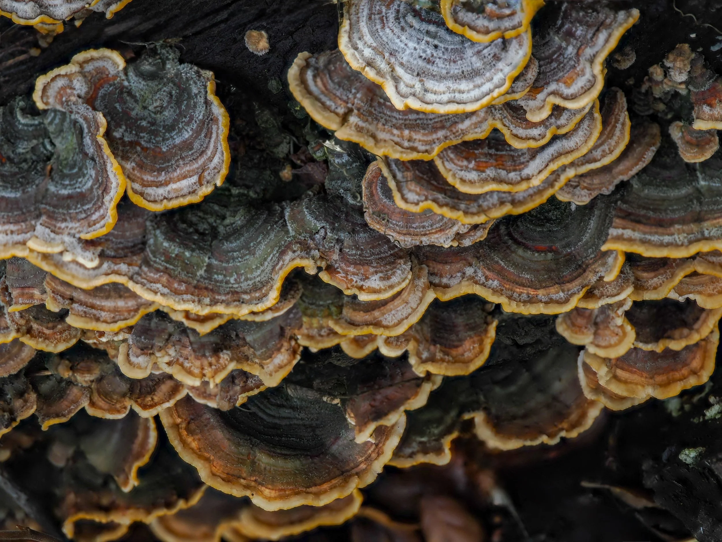 Close-up of shelf fungus with concentric rings and yellow edges growing on a tree log.