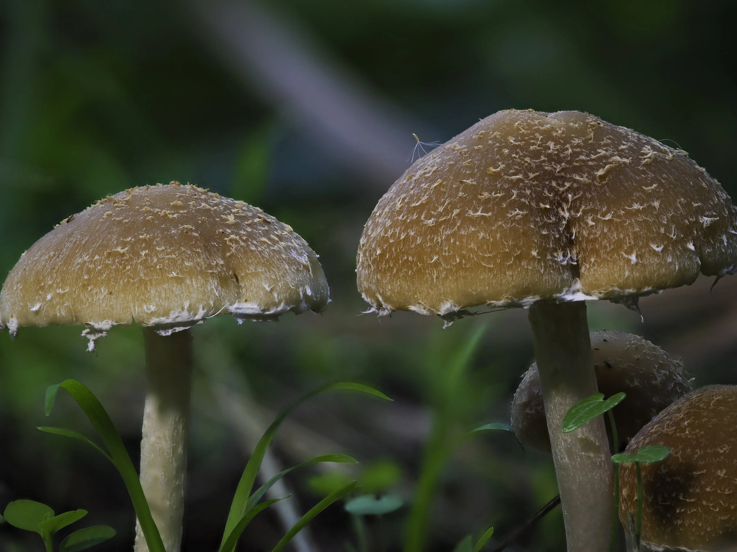 Close-up of two brown mushrooms growing among green grass and plants, with a blurred green background.