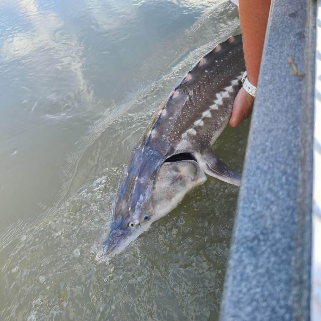 A person holding a fishing rod with a large fish caught in shallow water.