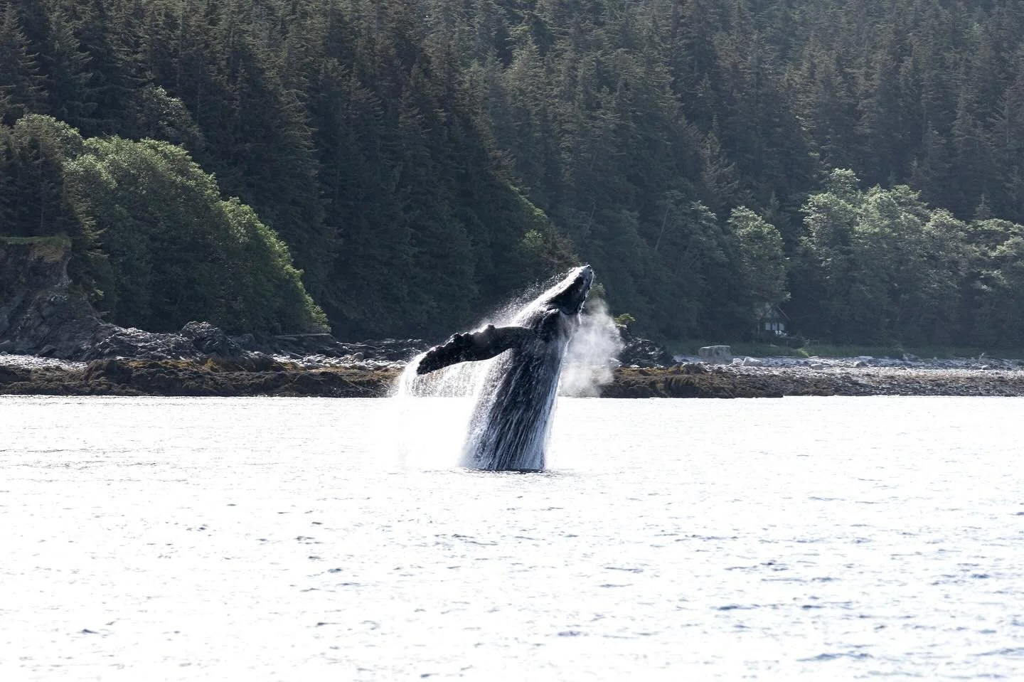 Have you ever heard a humpback whale breach has the power of a Boeing 747 or a fighter jet? I definitely have! But is it true? Where do we find fact versus fiction? 🐋
🌊In a 2020 study on breaches there were a few conclusions:
🌊first of all, that