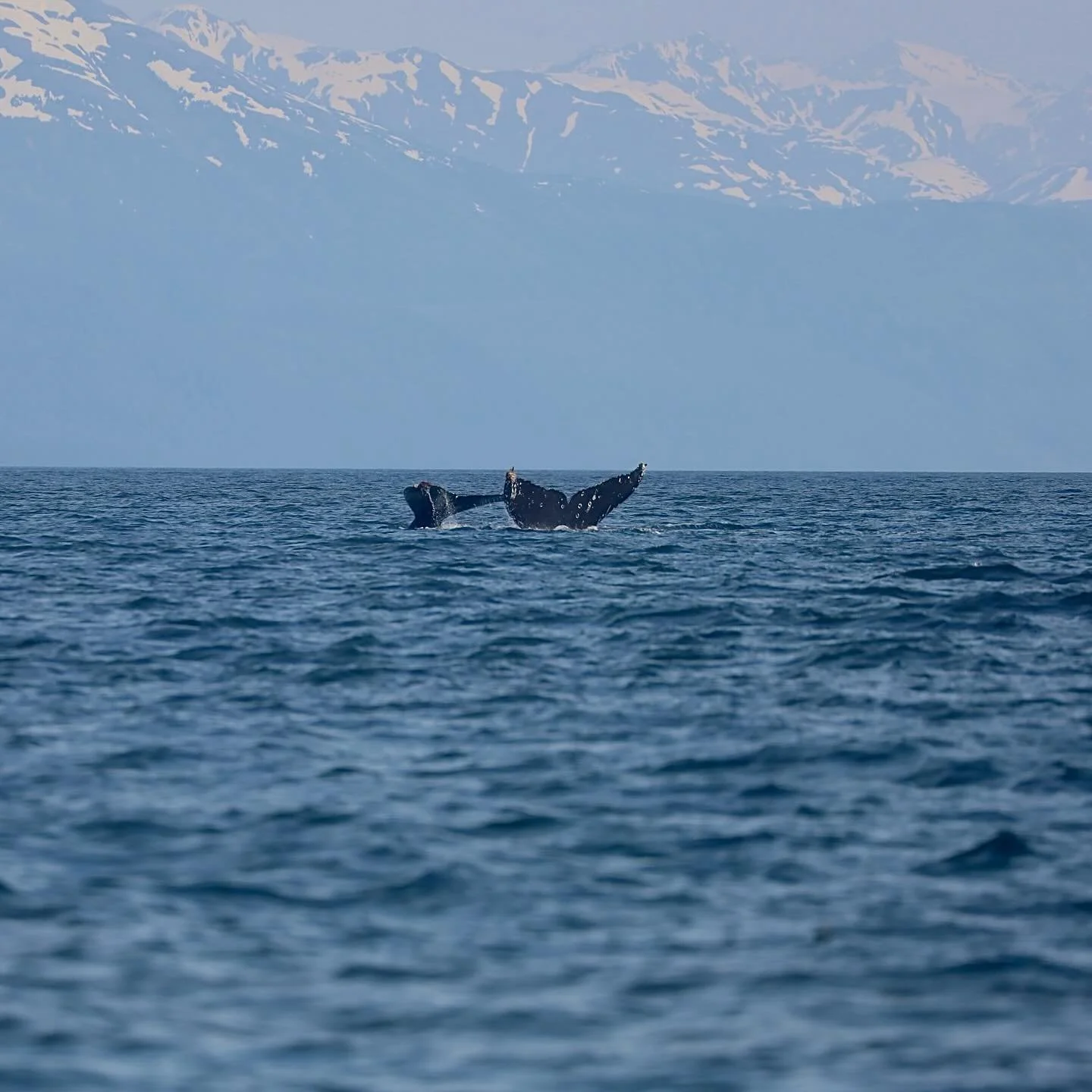 🐋FLUKE YEAH FRIDAY 🌊 
This week’s Spotlight: BARNACLES (SEAK-2070)
🌊 First documented in 2000, she is a mother to 4 recorded calfs, Kelp, Urchin, Acorn, and Limpet. A very social whale; Barnacles is most well-known for her unique relations