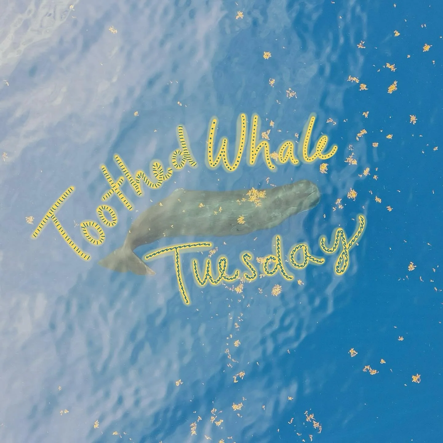 🦷Odontocetes, or toothed whales, are some of the most intelligent, social, and curious creatures in the oceans. 
🌊Cachalot whales (more commonly known as sperm whales), are the largest of this category. 
🦷Growing to 60 feet long and 45 tons, the