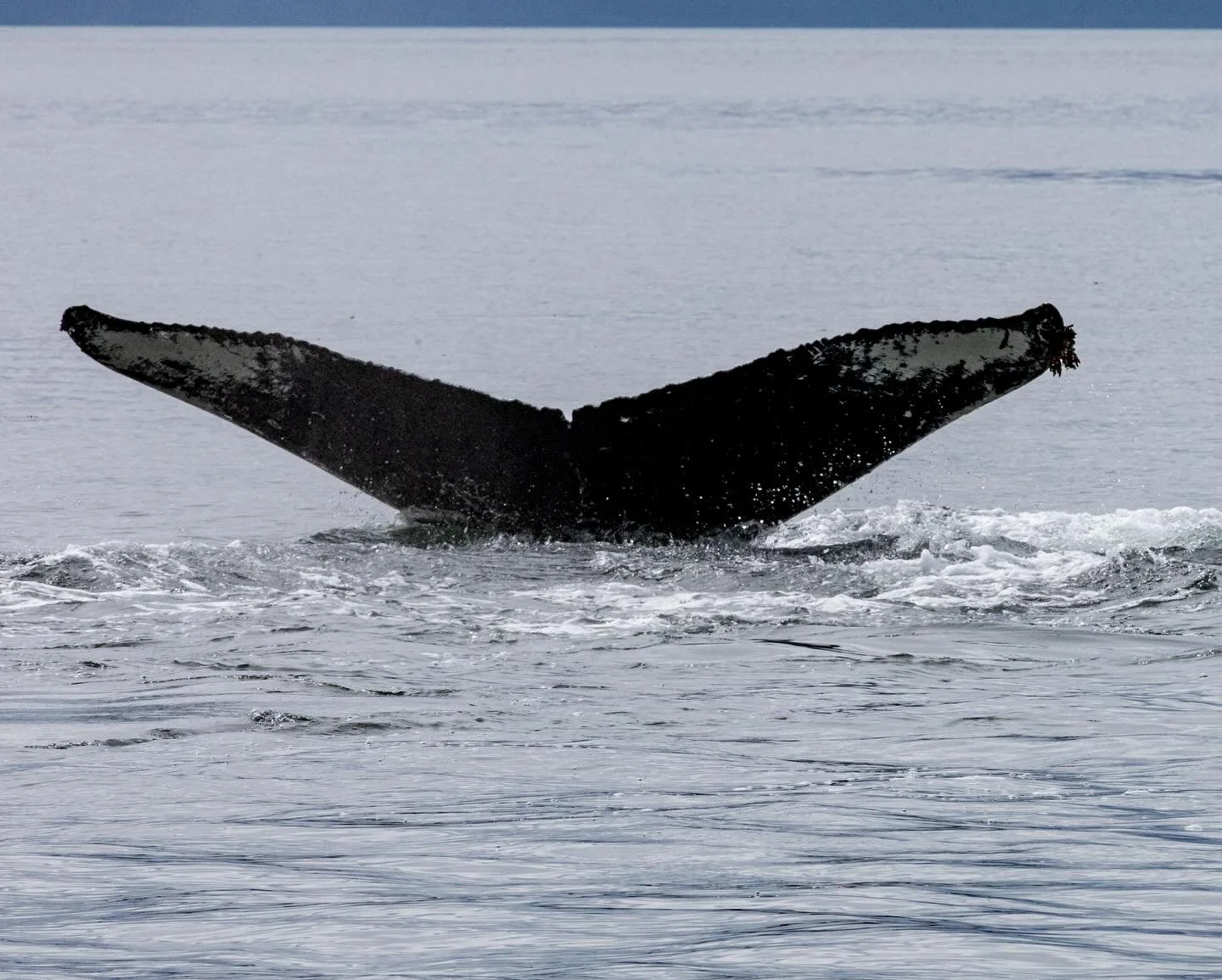 FLUKE YEAH FRIDAY!! This week’s local spotlight- 
🌋MAGMA 🌋
🐋 A mysterious and captivating whale, Magma (SEAK-2006) was named to honor her long standing friendship with another female, Crater (SEAK-0924). 💕 While naming whales is more an ar