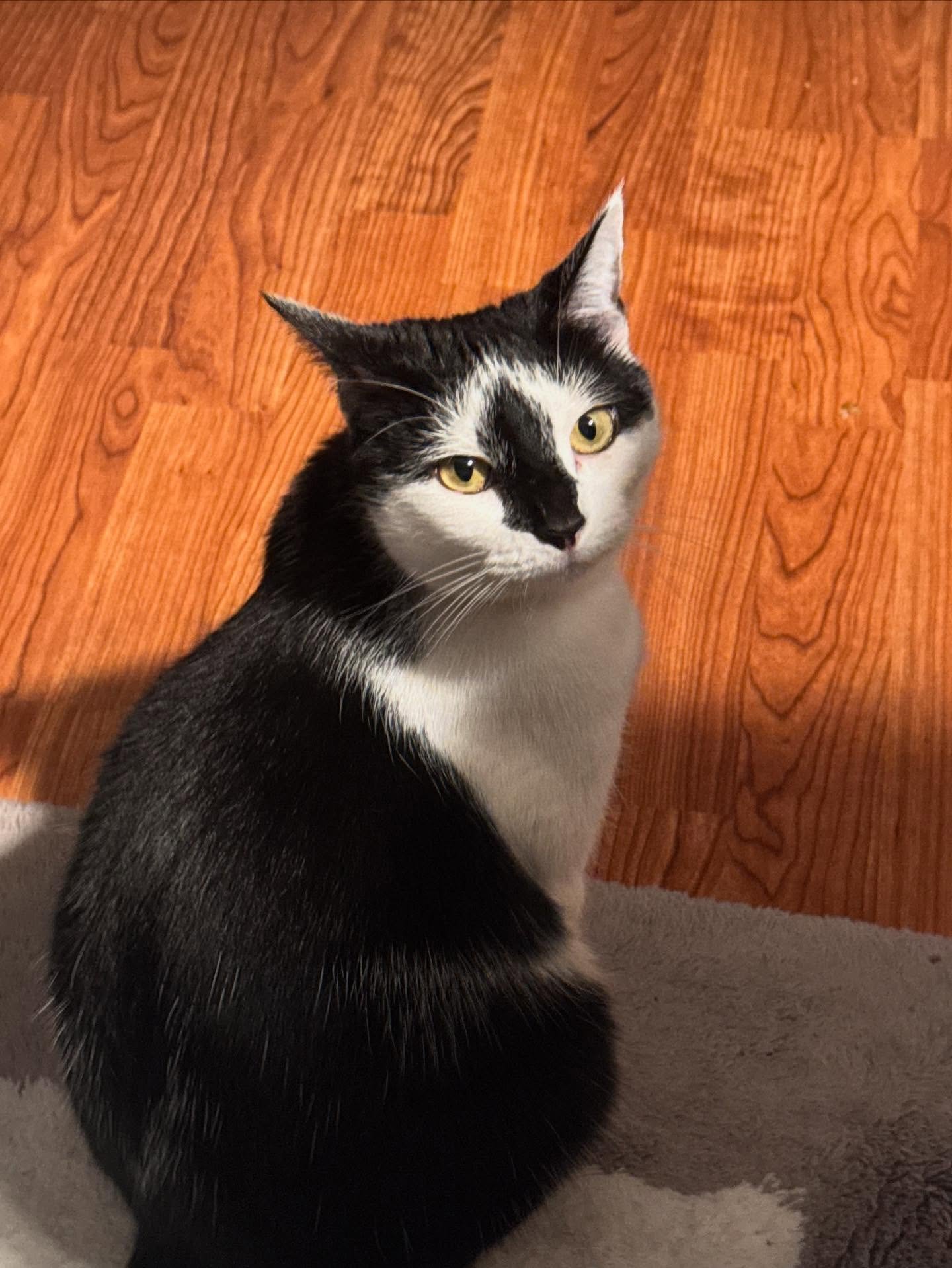 Honestly though, have you seen a cat this judgy before? 😹😹