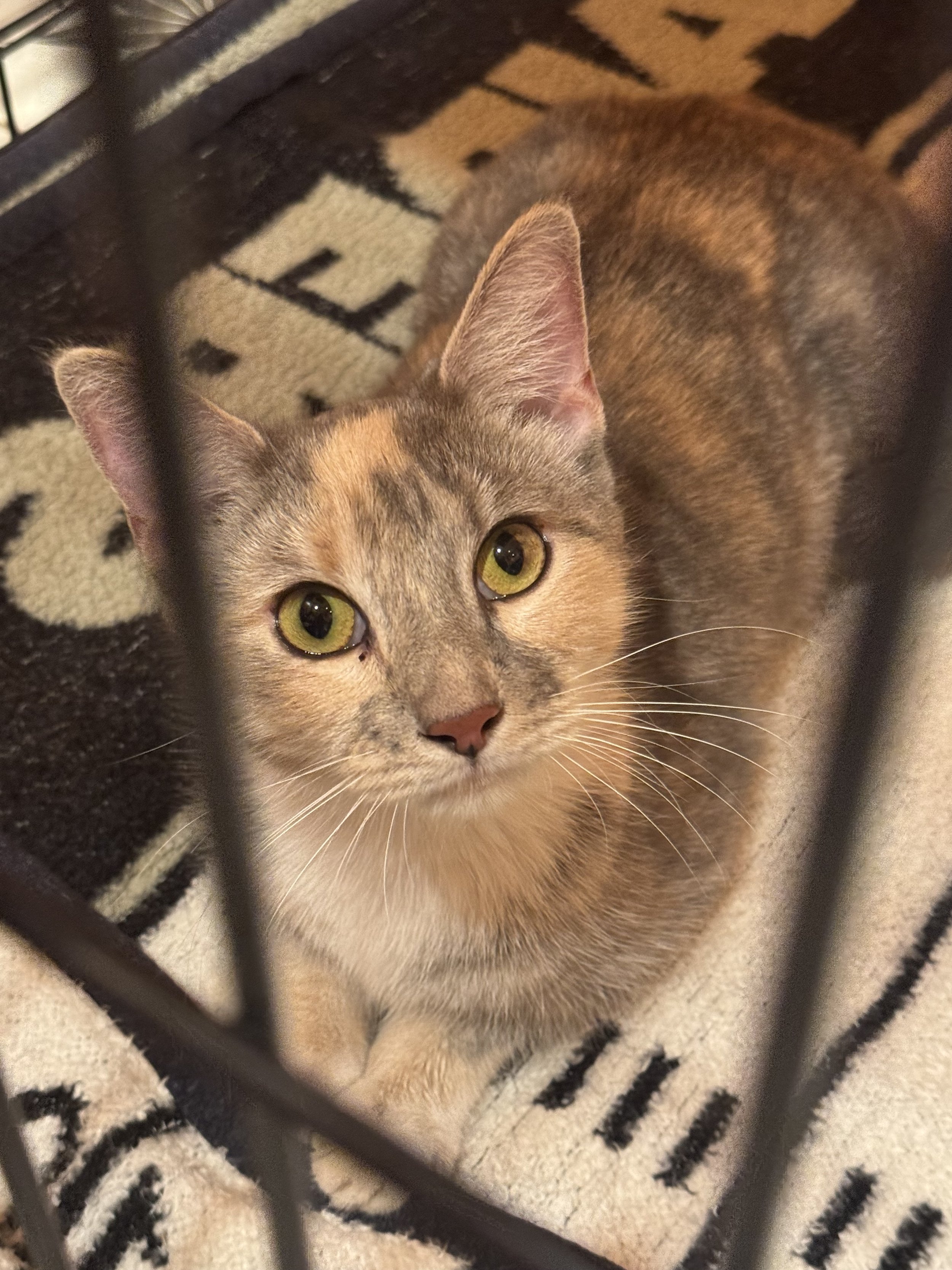 Echo (Female) - 2 years
