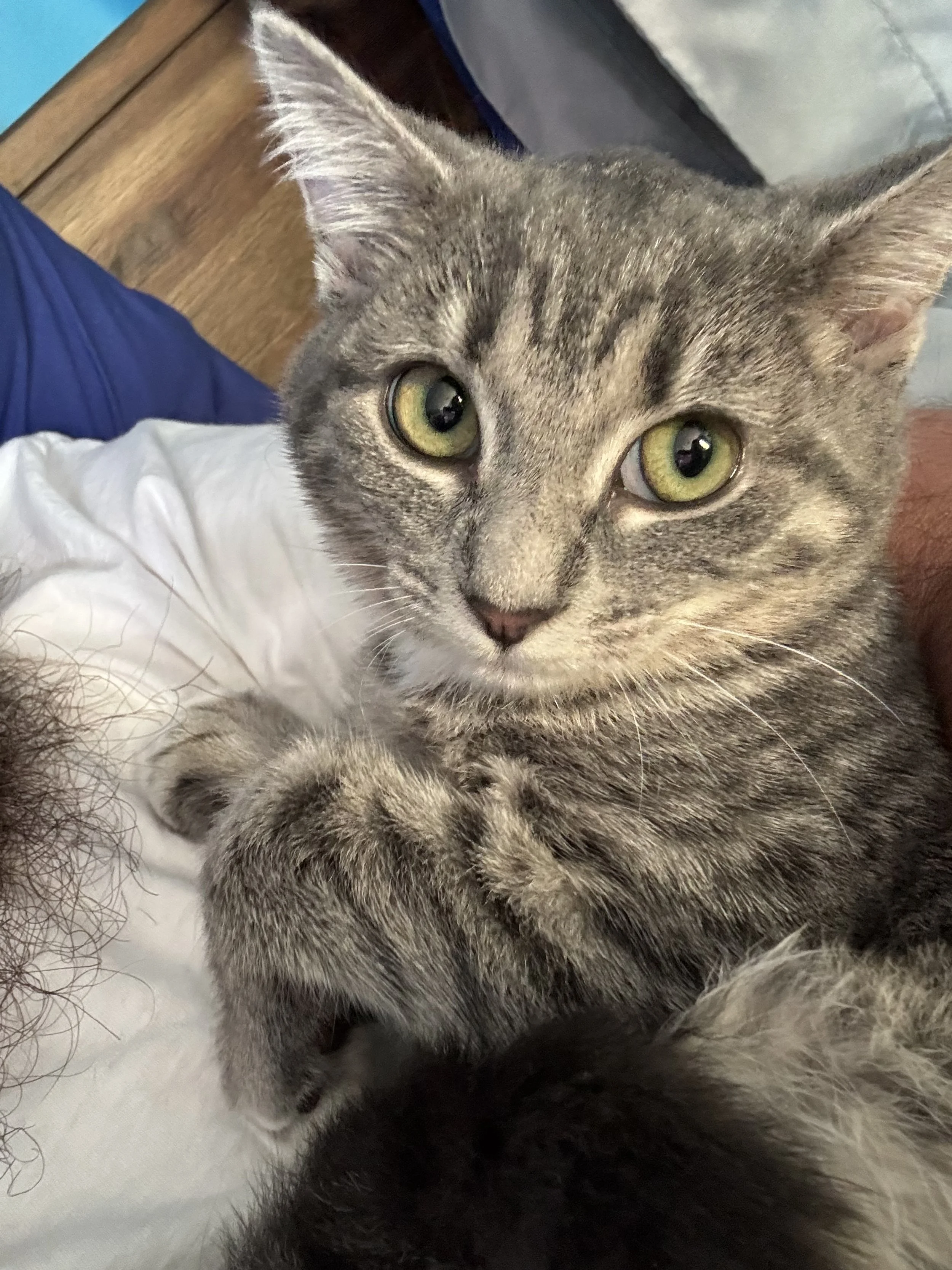 Sassafras (Female) - 5 months