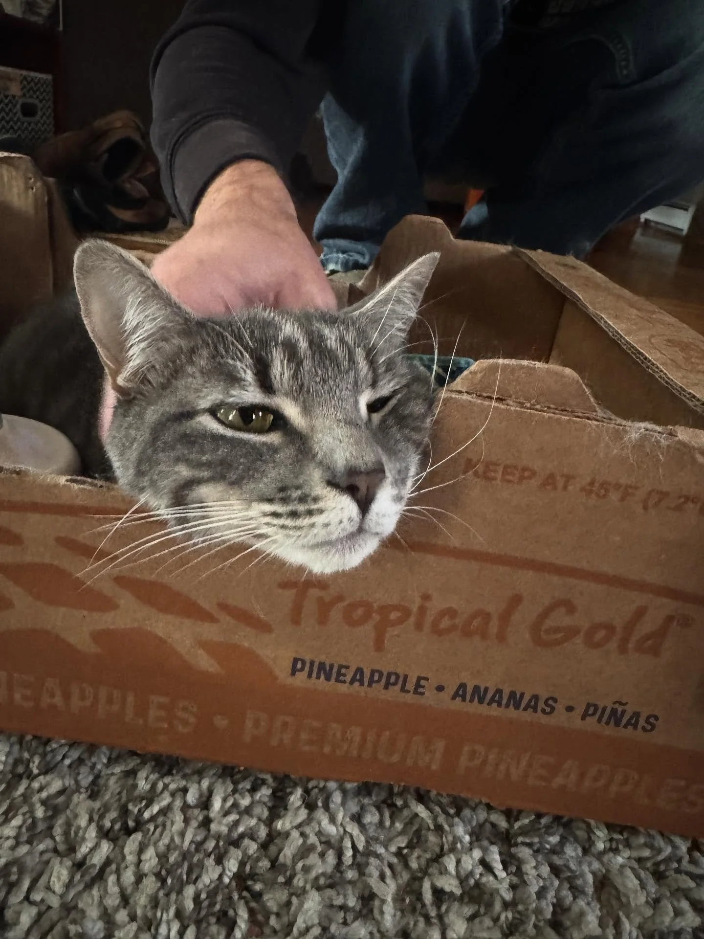 Tabitha, tolerating human attention. 😹