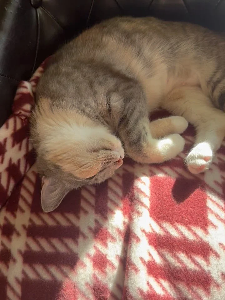 Echo, our sweetest girl. She loves to play and loves to snuggle. She works alongside me in my office and spends most of her afternoon, napping in the sun. She is actively looking for her forever home. Echo has been spayed, microchipped, and is up to 