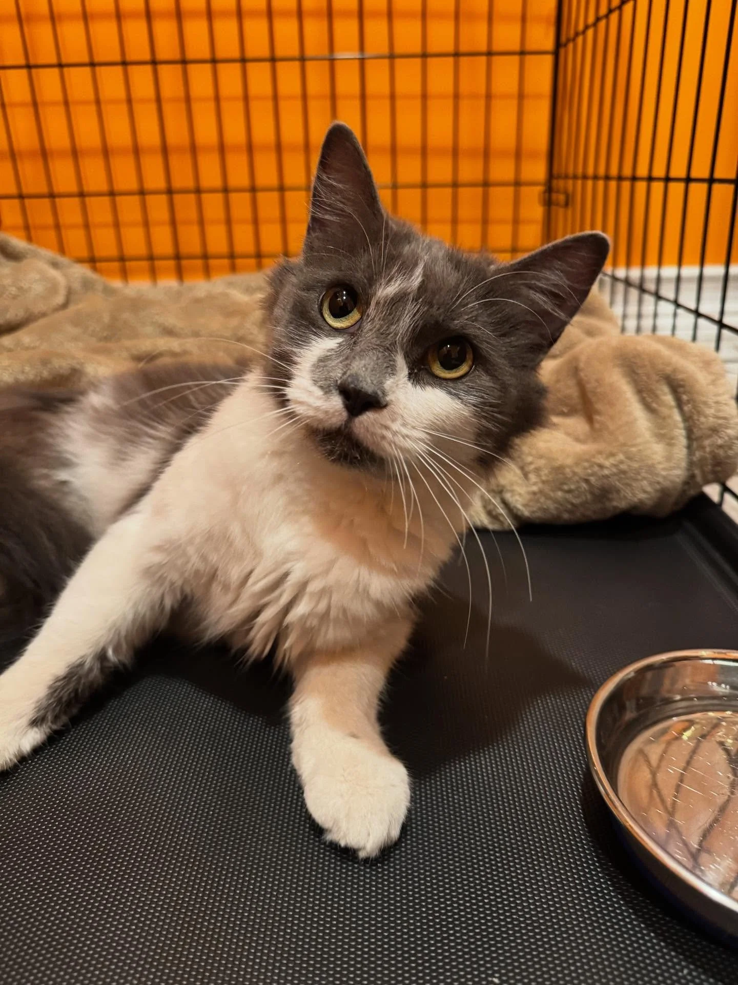 This little sweetheart came inside today (slides 1 &amp; 2). She looks just like &ldquo;Not Menace&rdquo; (slide 3) and our best boy &ldquo;Menace&rdquo; (side 4). 😻😻