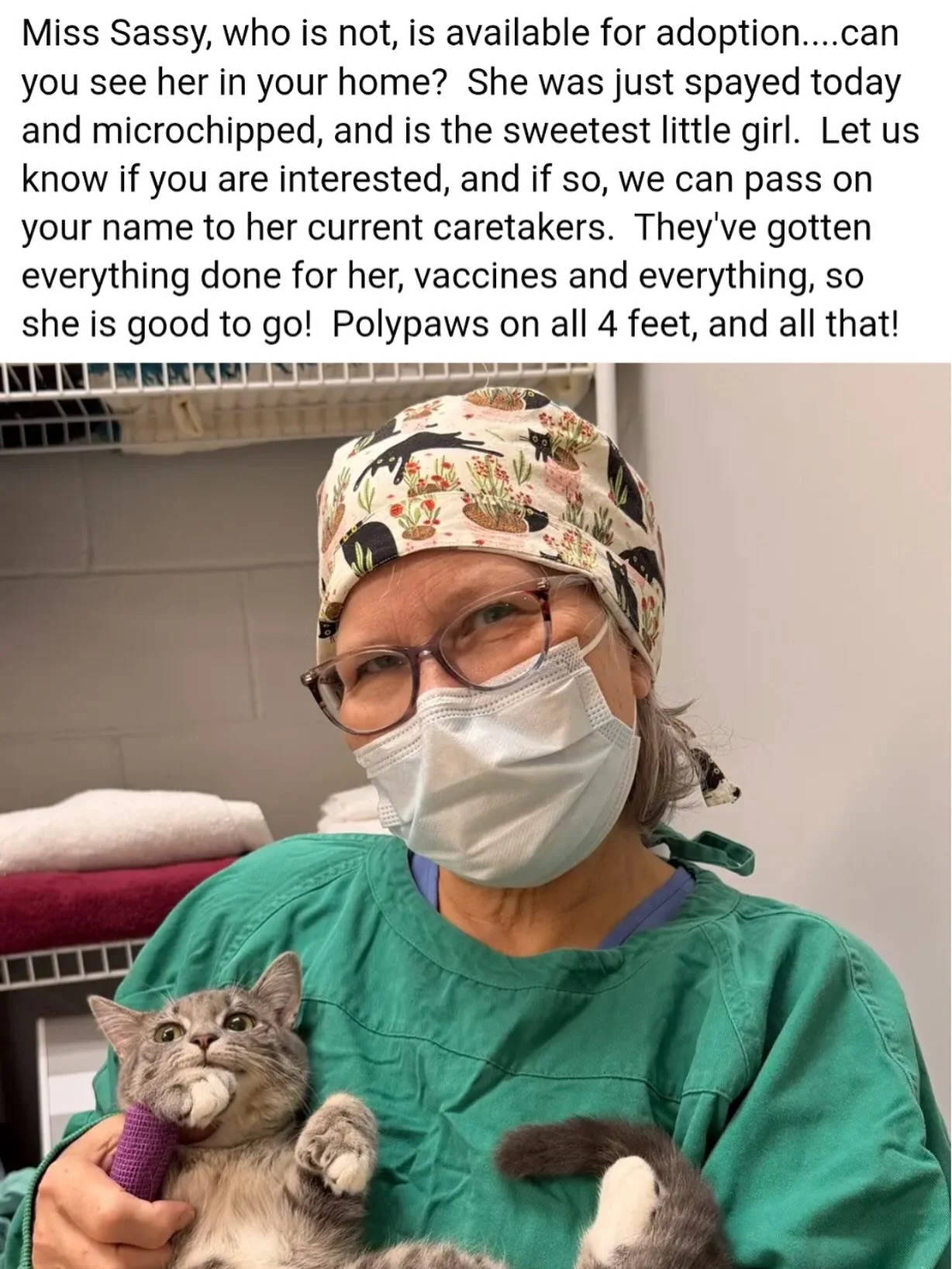 Our incredible vet posted this cute picture of Sassafras today at her spay appointment! Sassy is really the sweetest little kitten nugget and while we&rsquo;ll be sad for her chirps and squeaks to go, we&rsquo;d love to find her a forever home! She L